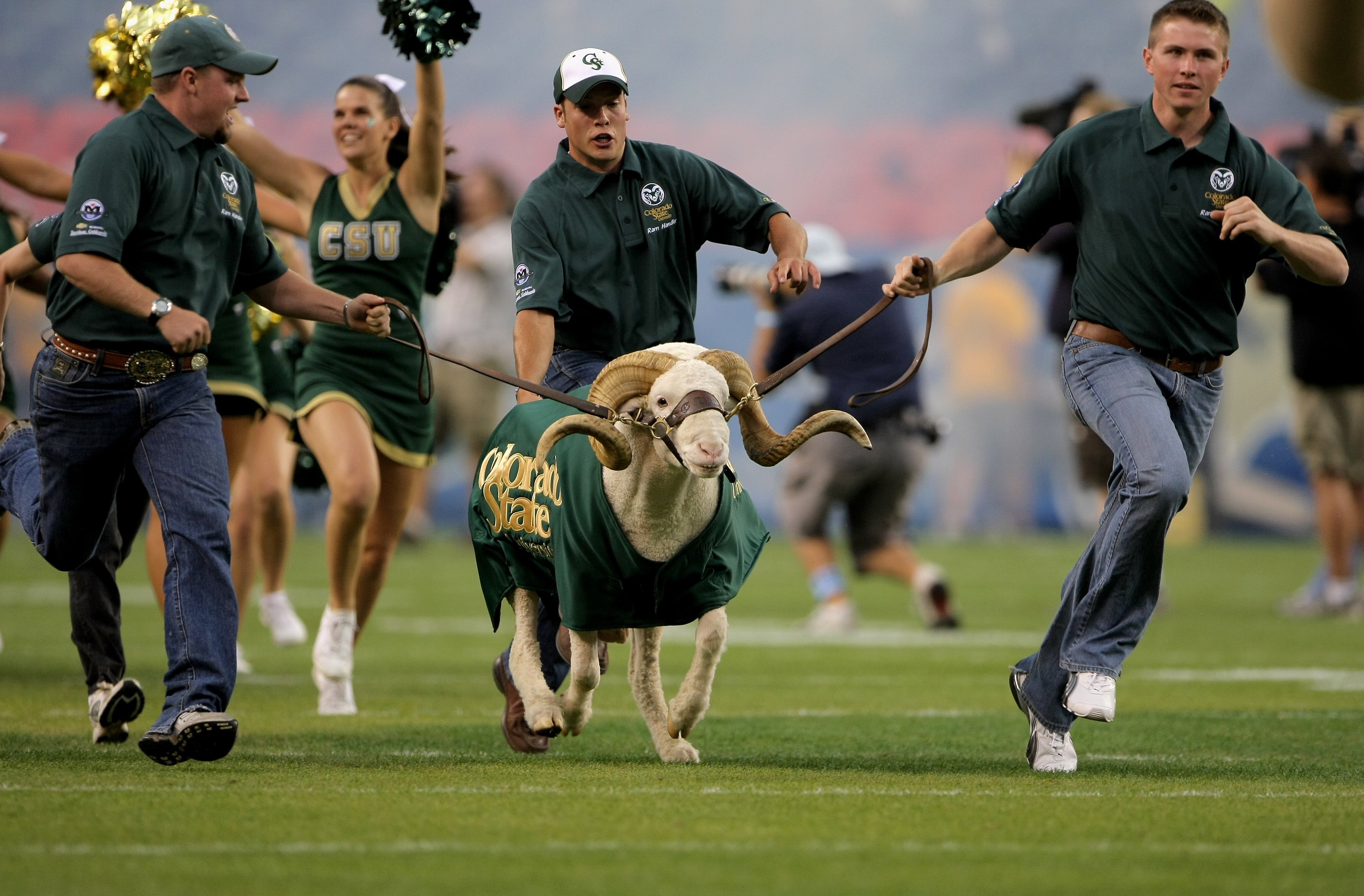 DENVER - AUGUST 31:  The Colorado State University Rams CAM the Ram is escorted onto the field prior to facing the University of Colorado Buffaloes at Invesco Field at Mile High on August 31, 2008 in Denver, Colorado. Colorado defeated Colorado State 38-1