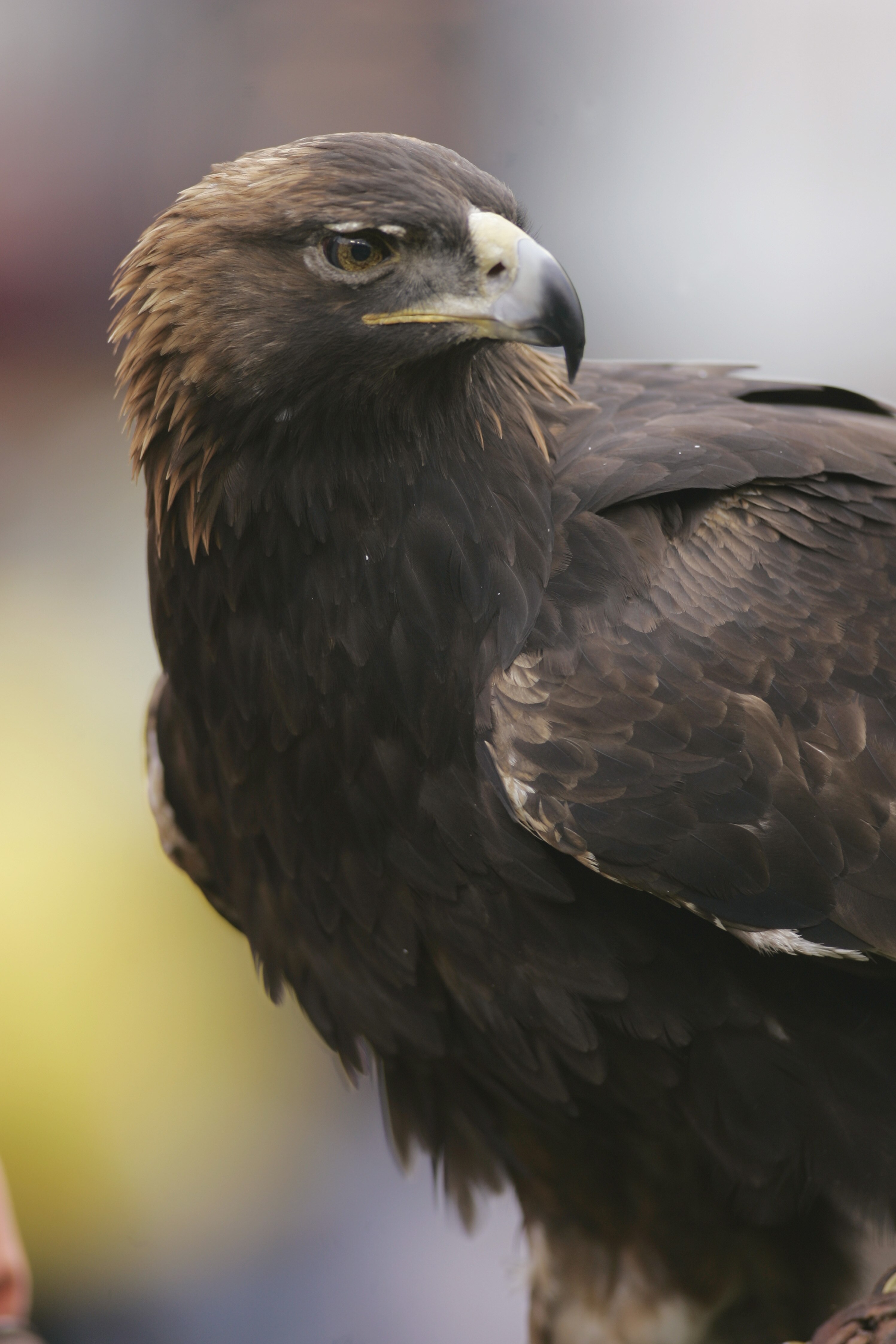 AUBURN, AL - NOVEMBER 19:  The Auburn Tigers mascot War Eagle looks on against the Alabama Crimson Tide at Jordan-Hare Stadium on November 19, 2005 in Auburn, Alabama. Auburn defeated Alabama 28-18.   (Photo by Chris Graythen/Getty Images)