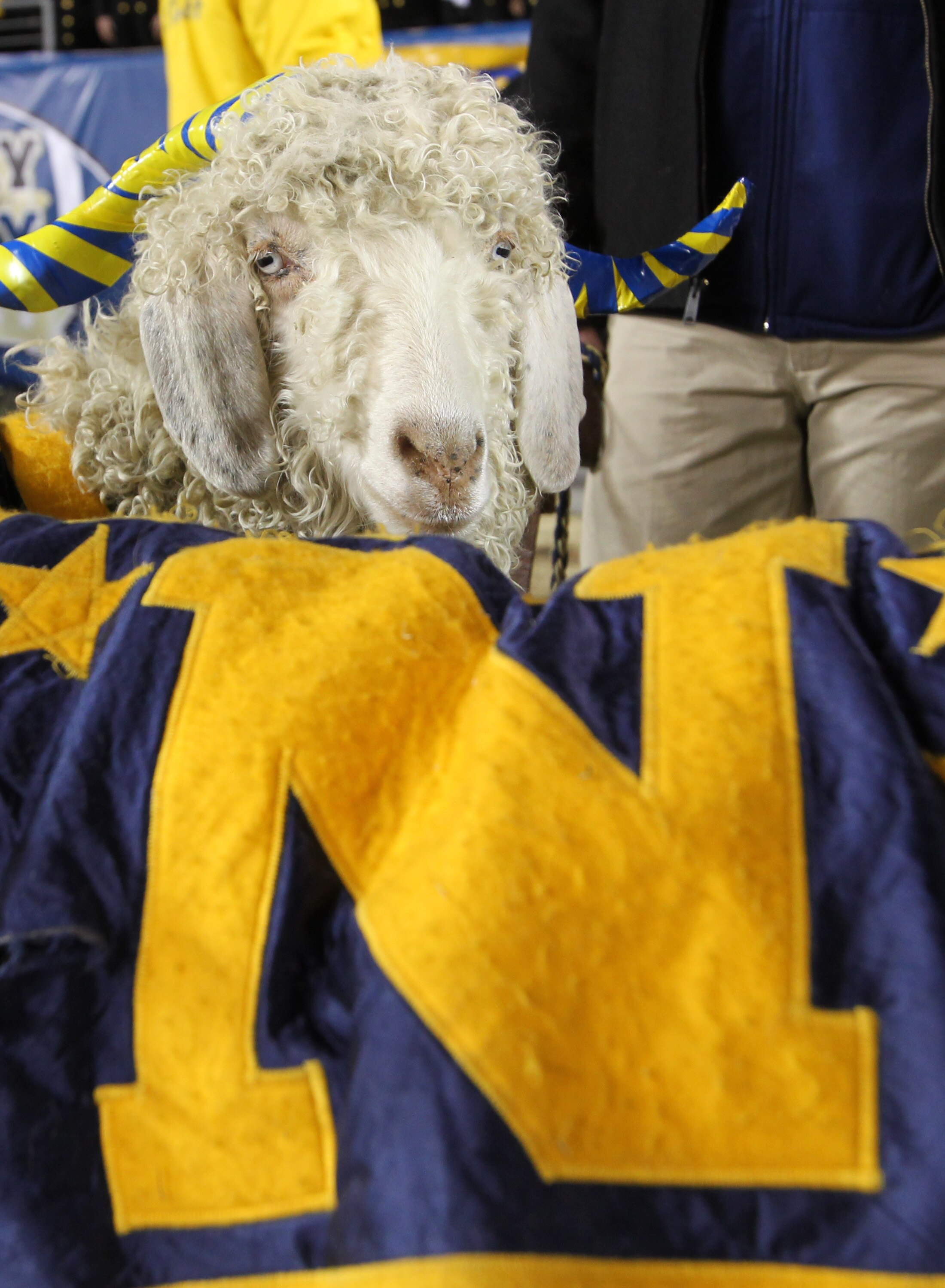 PHILADELPHIA - DECEMBER 11: A Navy ram mascot stands on the sideline during a game against the Army Black Knights on December 11, 2010 at Lincoln Financial Field in Philadelphia, Pennsylvania. The Midshipmen won 31-17. (Photo by Hunter Martin/Getty Images