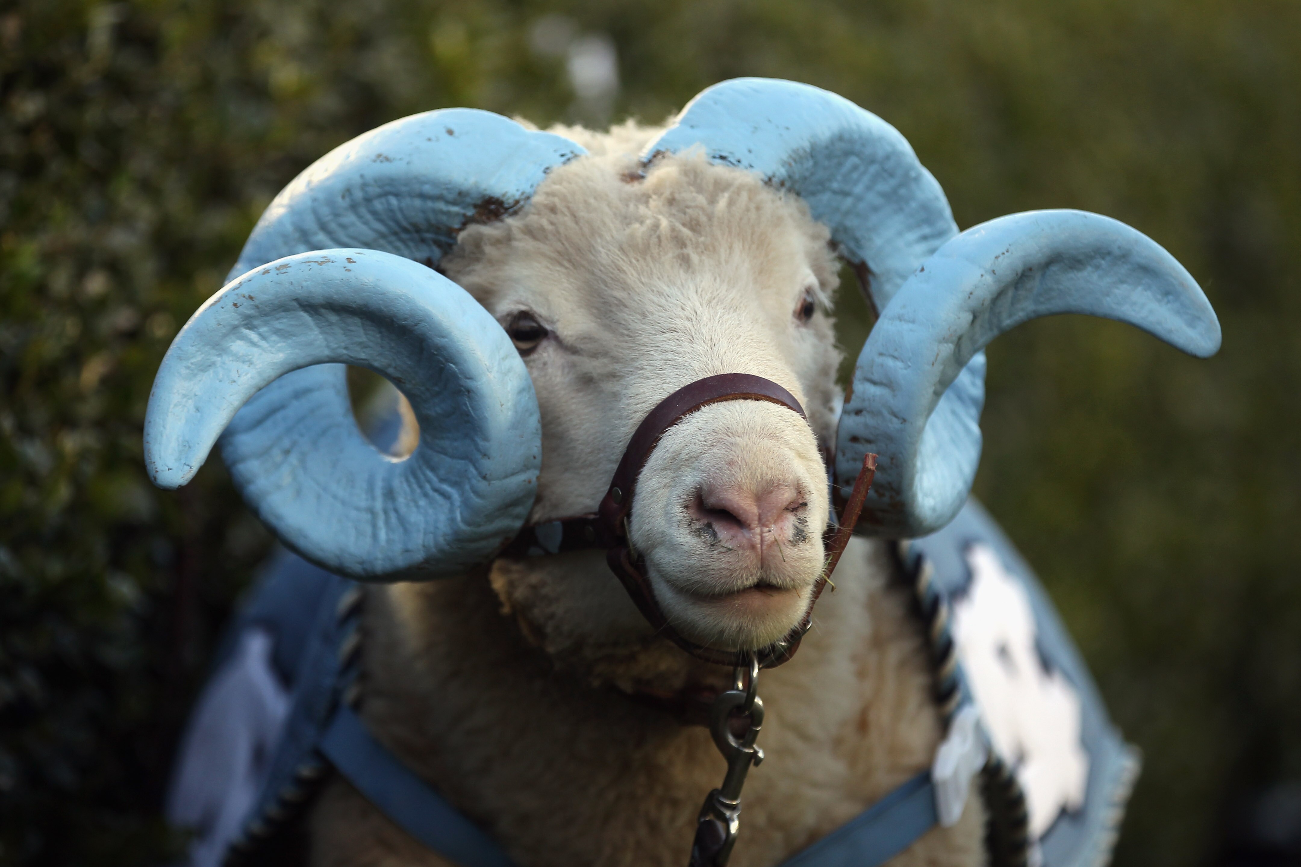 CHAPEL HILL, NC - NOVEMBER 13:  The mascot of the North Carolina Tar Heels watches on during their game against the Virginia Tech Hokies at Kenan Stadium on November 13, 2010 in Chapel Hill, North Carolina.  (Photo by Streeter Lecka/Getty Images)