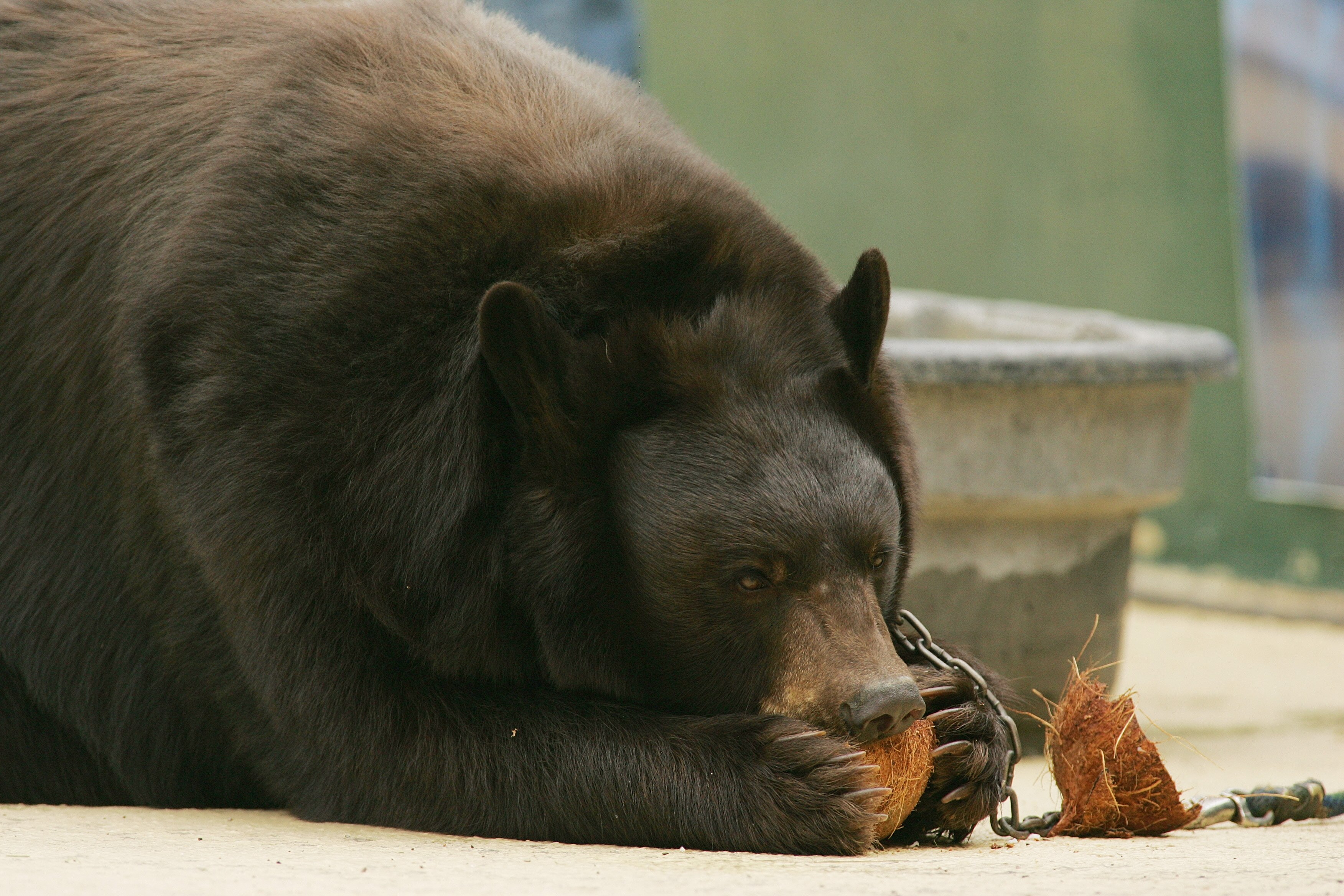 WACO, TX - SEPTEMBER 3:  The Baylor Bears mascot eats a coconut on the sideline during the game against the TCU Horned Frogs on September 3, 2006 at Floyd Casey Stadium in Waco, Texas. TCU defeated Baylor 17-7.  (Photo by Ronald Martinez/Getty Images)