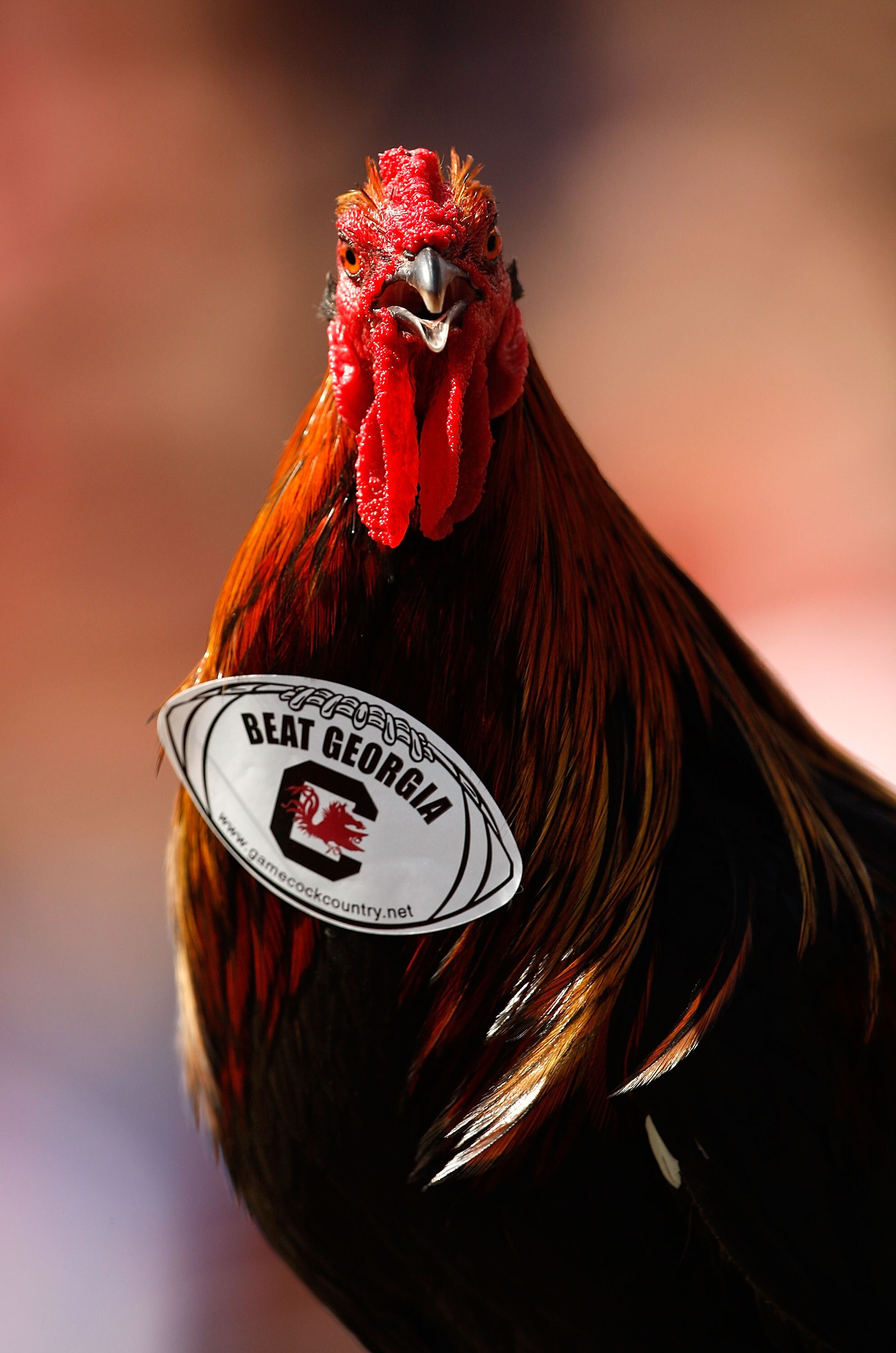 COLUMBIA, SC - SEPTEMBER 13:  Sir Big Spur of the South Carolina Gamecocks stands at during their game against the Georgia Bulldogs September 13, 2008 at Williams-Brice Stadium in Columbia, South Carolina.  (Photo by Streeter Lecka/Getty Images)