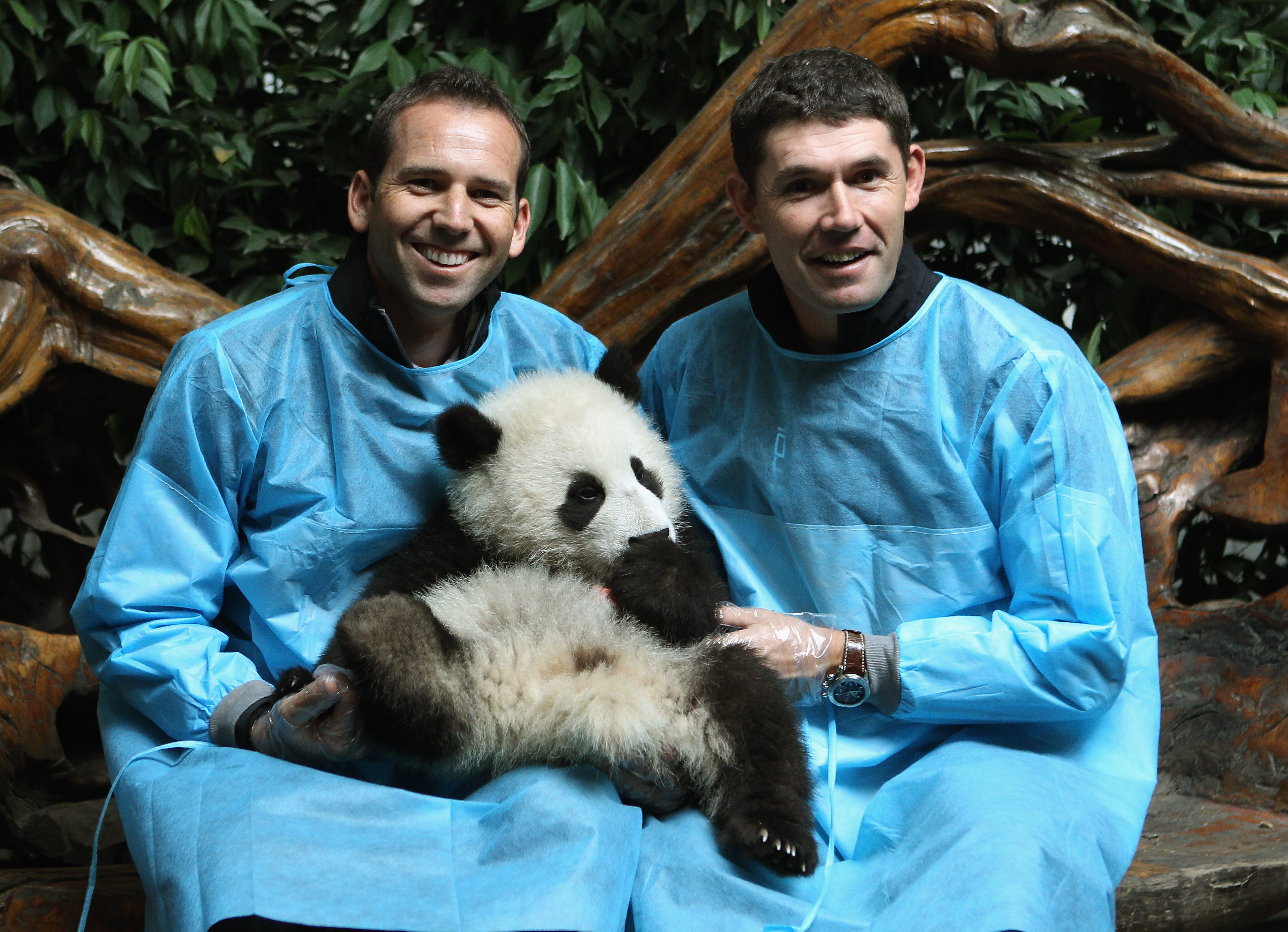 CHENGDU, CHINA - APRIL 19:  (L-R) Sergio Garcia of Spain and Padraig Harrington of Ireland pose for photos with a baby Panda during a visit to the Chengdu Research Base of Giant Panda Breeding on April 19, 2011 in Chengdu, China.  (Photo by Ian Walton/Get