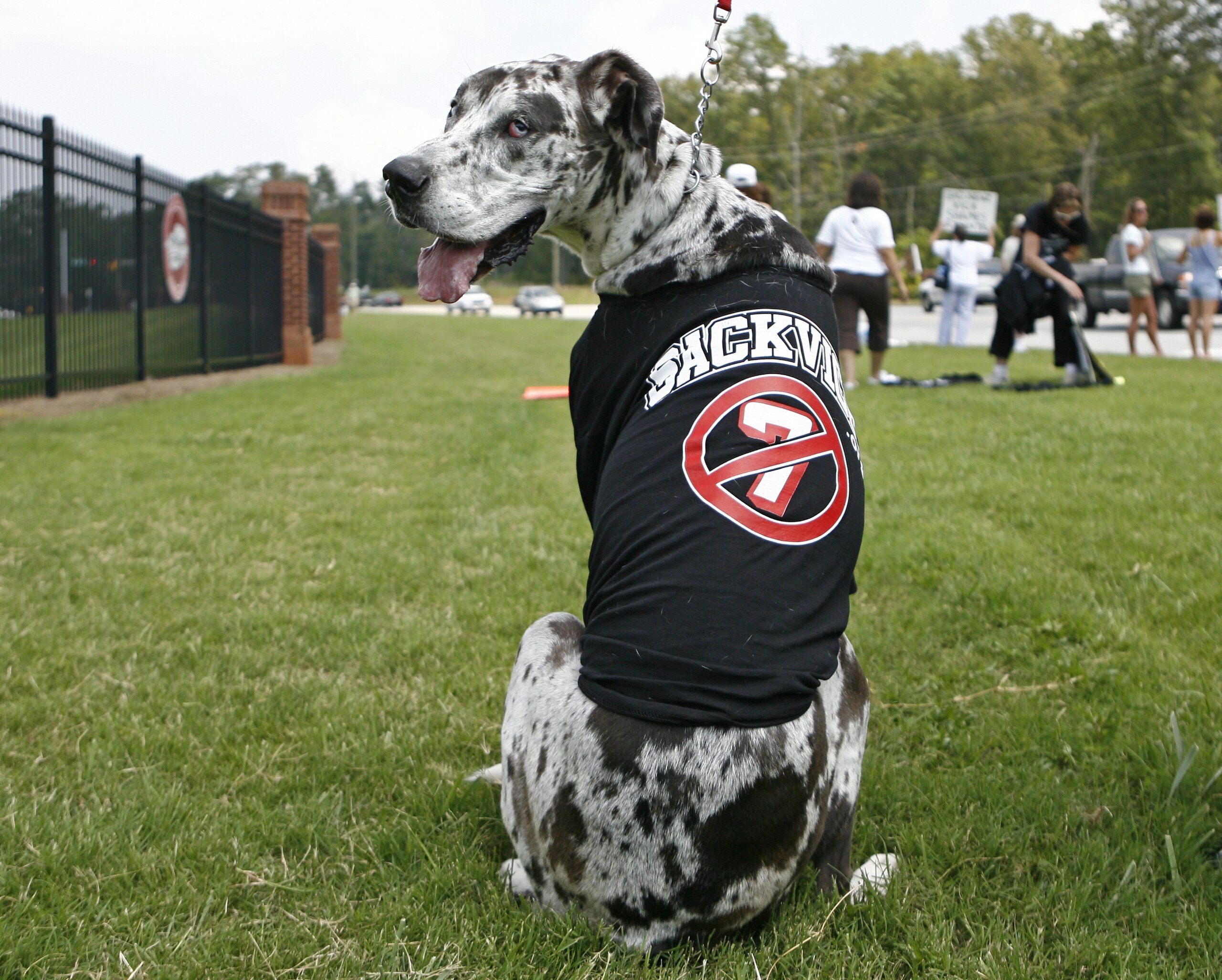 FLOWERY BRANCH, GA - JULY 26:  Maggie the dog wears a 'Sack Vick' t-shirt at the Atlanta Falcons training camp July 26, 2007 in Flowery Branch, Georgia. Falcons quarterback Michael Vick was to appear for a bond hearing and arraignment today after he was i