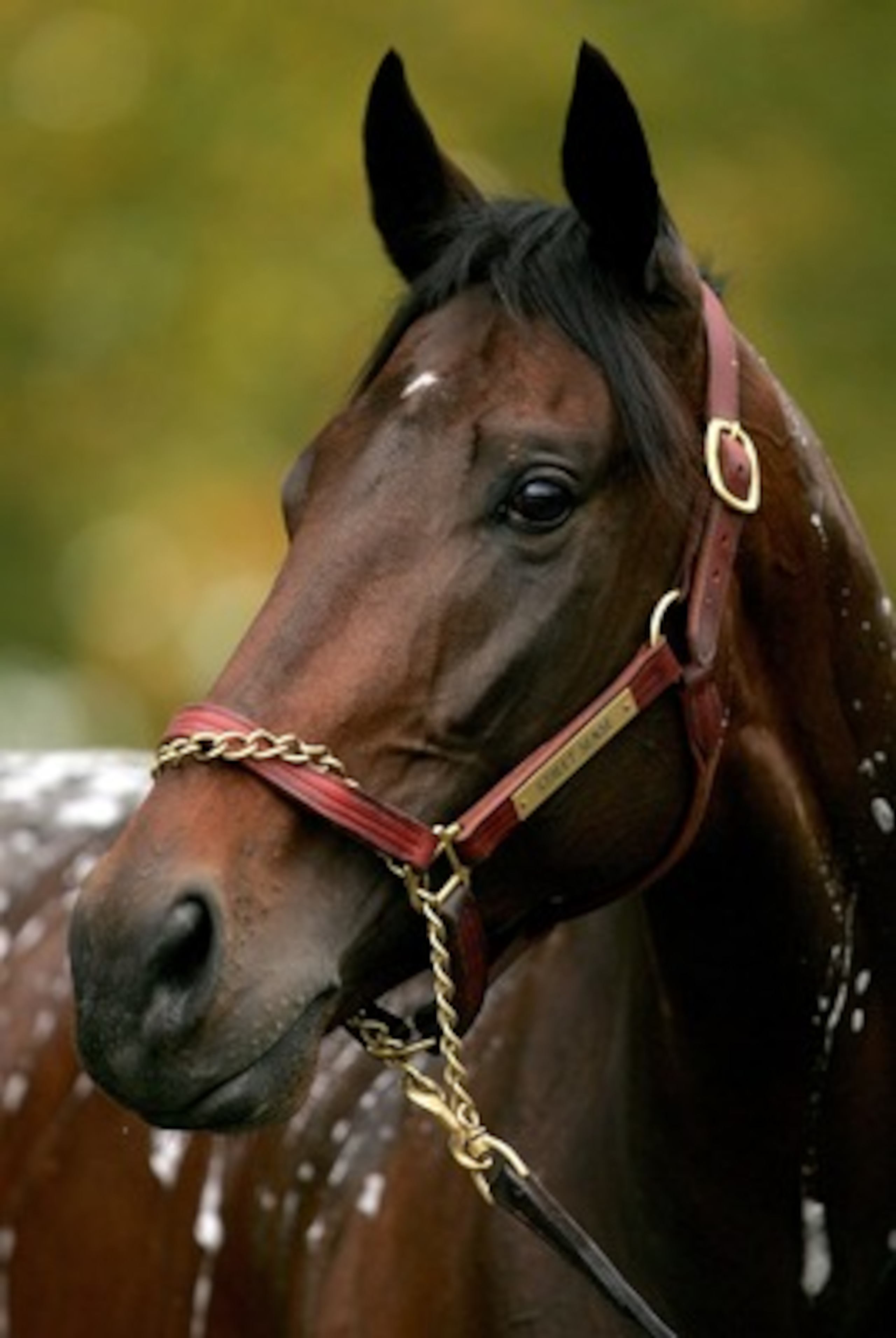 MONMOUTH JUNCTION, NJ - OCTOBER 24:  Street Sense is bathed after morning workouts October 24, 2007 in preparation for the Breeders' Cup at Monmouth Park in Monmouth Junction, New Jersey.  (Photo by Matthew Stockman/Getty Images)