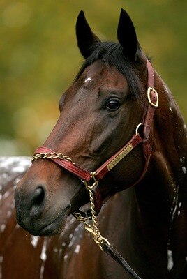 MONMOUTH JUNCTION, NJ - OCTOBER 23:  Kentucky Derby winner Street Sense, riden by Calvin Borel, makes his way around the track October 23, 2007 in preparation for the Breeders' Cup at Monmouth Park in Monmouth Junction, New Jersey.  (Photo by Matthew Stoc