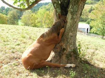 I did a google image search for "funny horse" because I have no idea what a Santiva is.