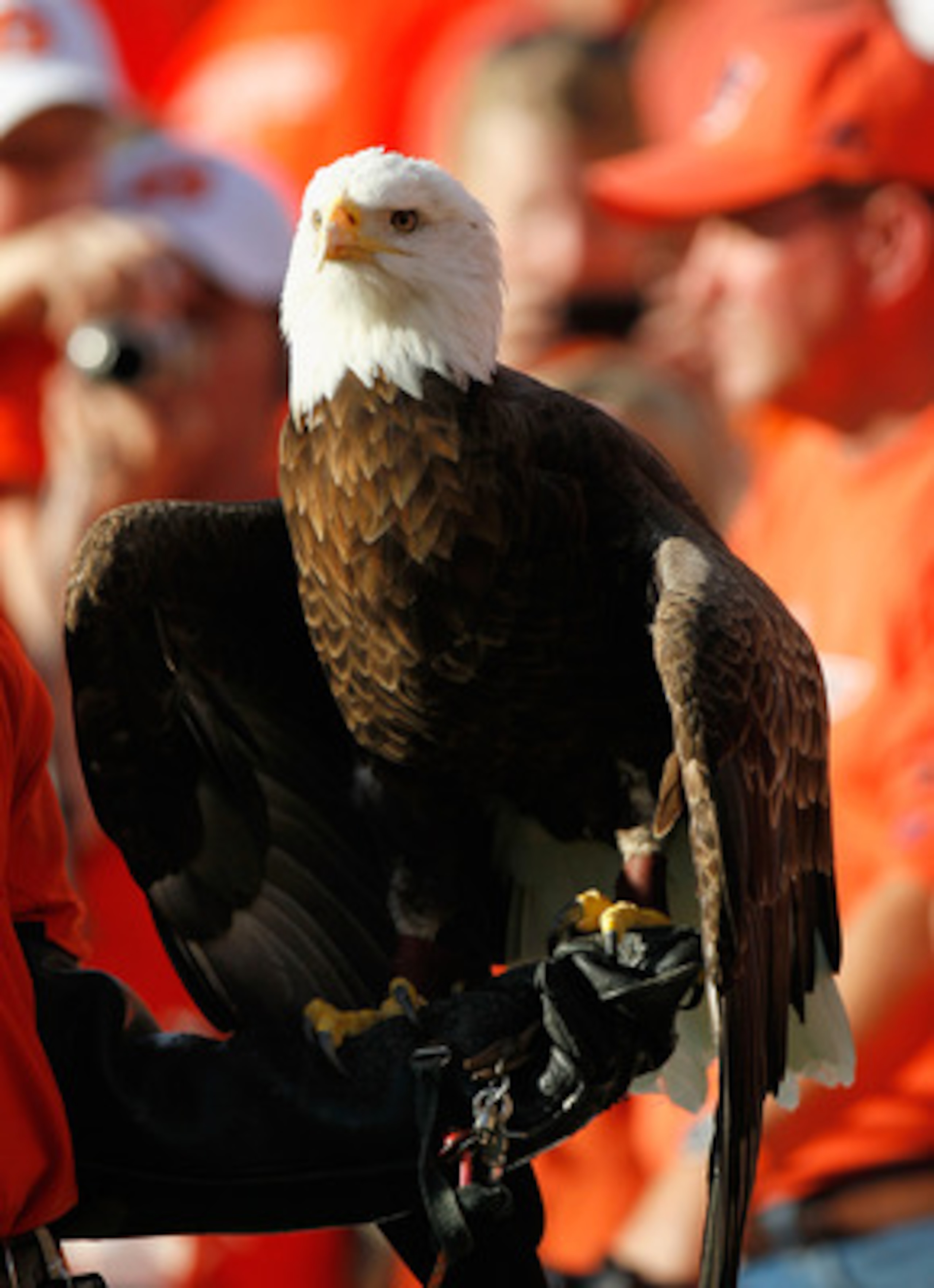 AUBURN, AL - NOVEMBER 13:  War Eagle, mascot of the Auburn Tigers, against the Georgia Bulldogs at Jordan-Hare Stadium on November 13, 2010 in Auburn, Alabama.  (Photo by Kevin C. Cox/Getty Images)