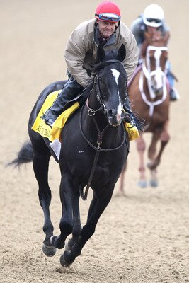 LOUISVILLE, KY - MAY 04:  ArchArchArch trains during the morning exercise runs session in preparation for the 137th Kentucky Derby at Churchill Downs on May 4, 2011 in Louisville, Kentucky.  (Photo by Matthew Stockman/Getty Images)