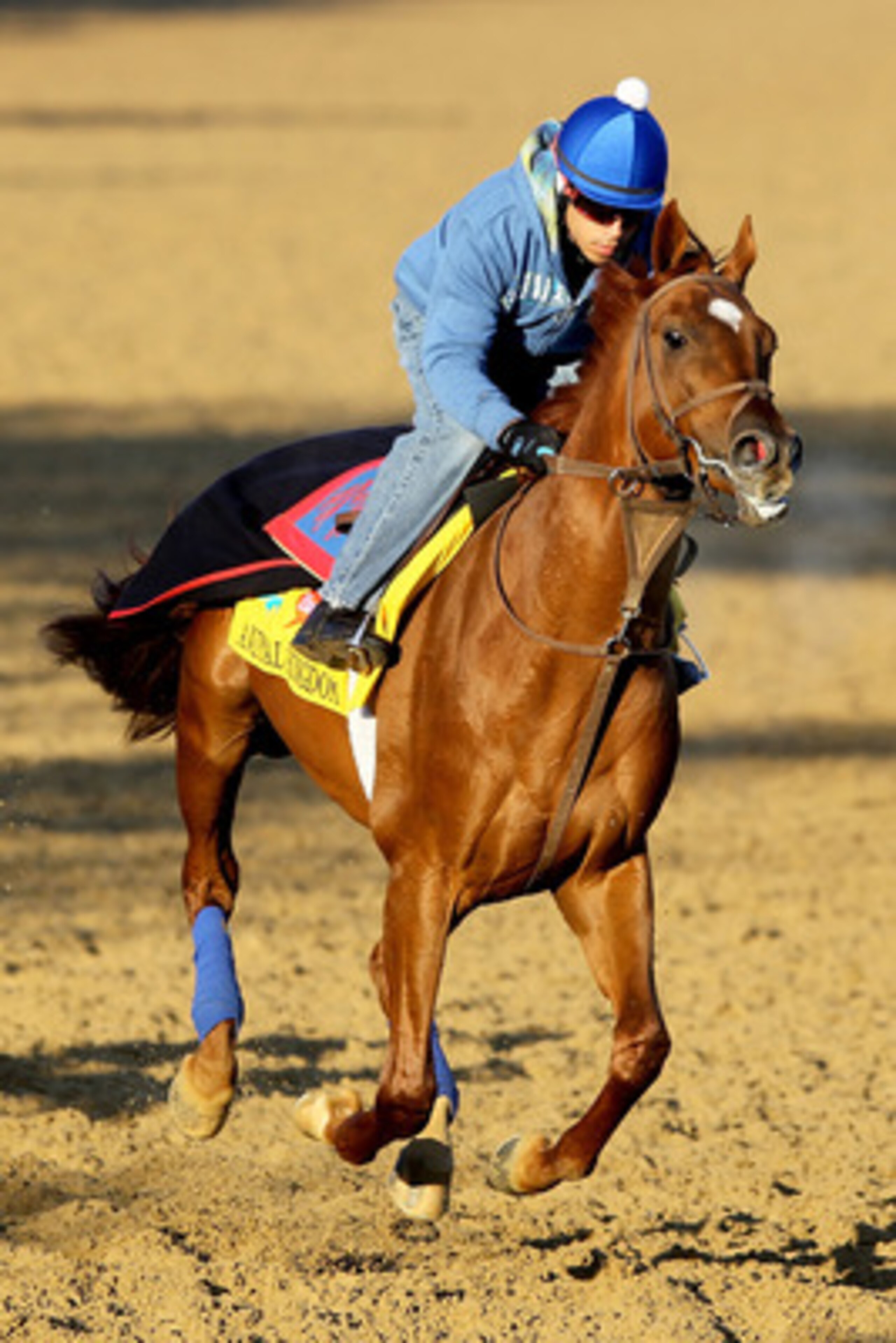 LOUISVILLE, KY - MAY 05:  Animal Kingdom trains during the morning exercise session in preparation for the 137th Kentucky Derby at Churchill Downs on May 5, 2011 in Louisville, Kentucky.  (Photo by Matthew Stockman/Getty Images)