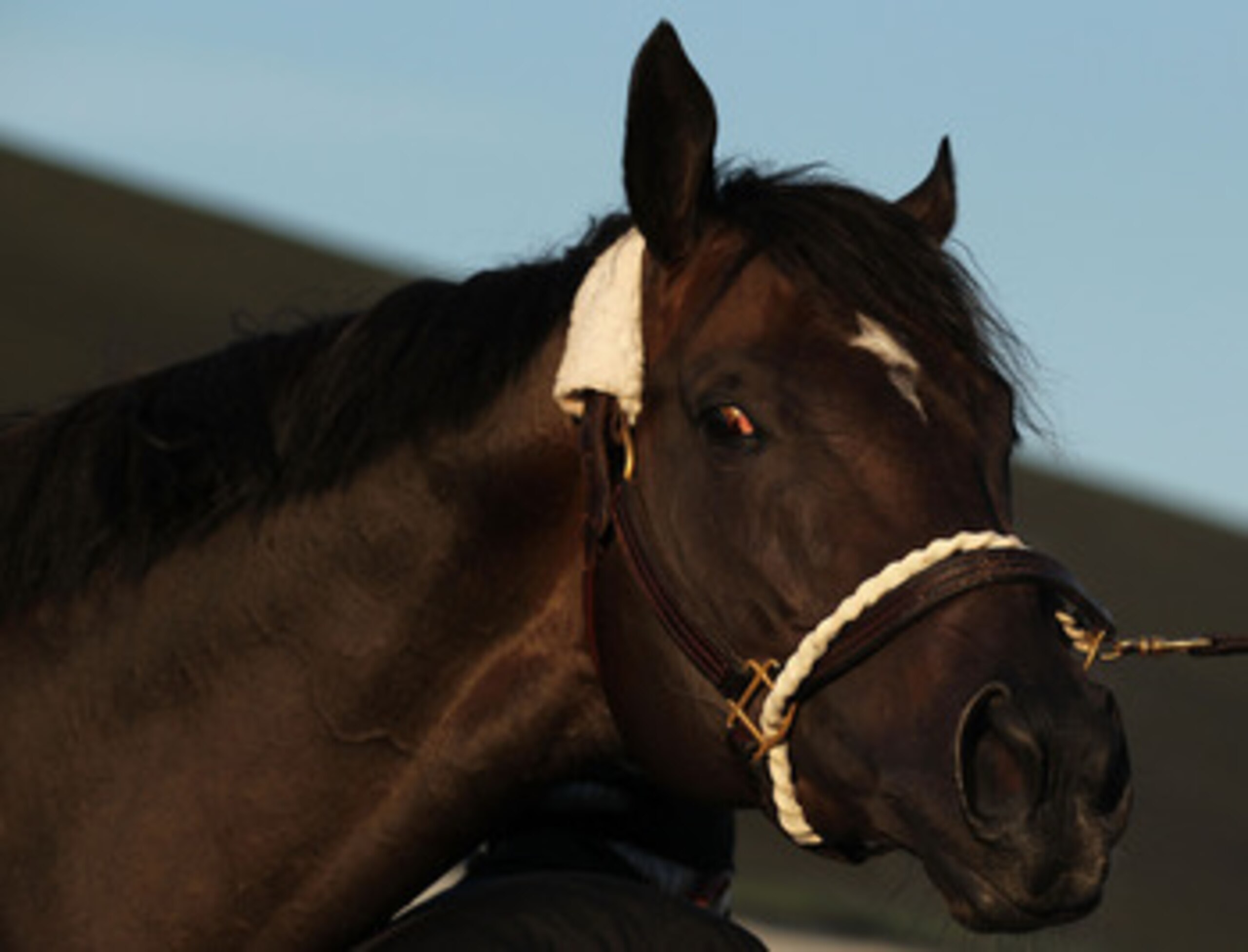 LOUISVILLE, KY - MAY 05:  Dialed In gets bathed outside his stall during the morning exercise session in preparation for the 137th Kentucky Derby at Churchill Downs on May 5, 2011 in Louisville, Kentucky.  (Photo by Al Bello/Getty Images)