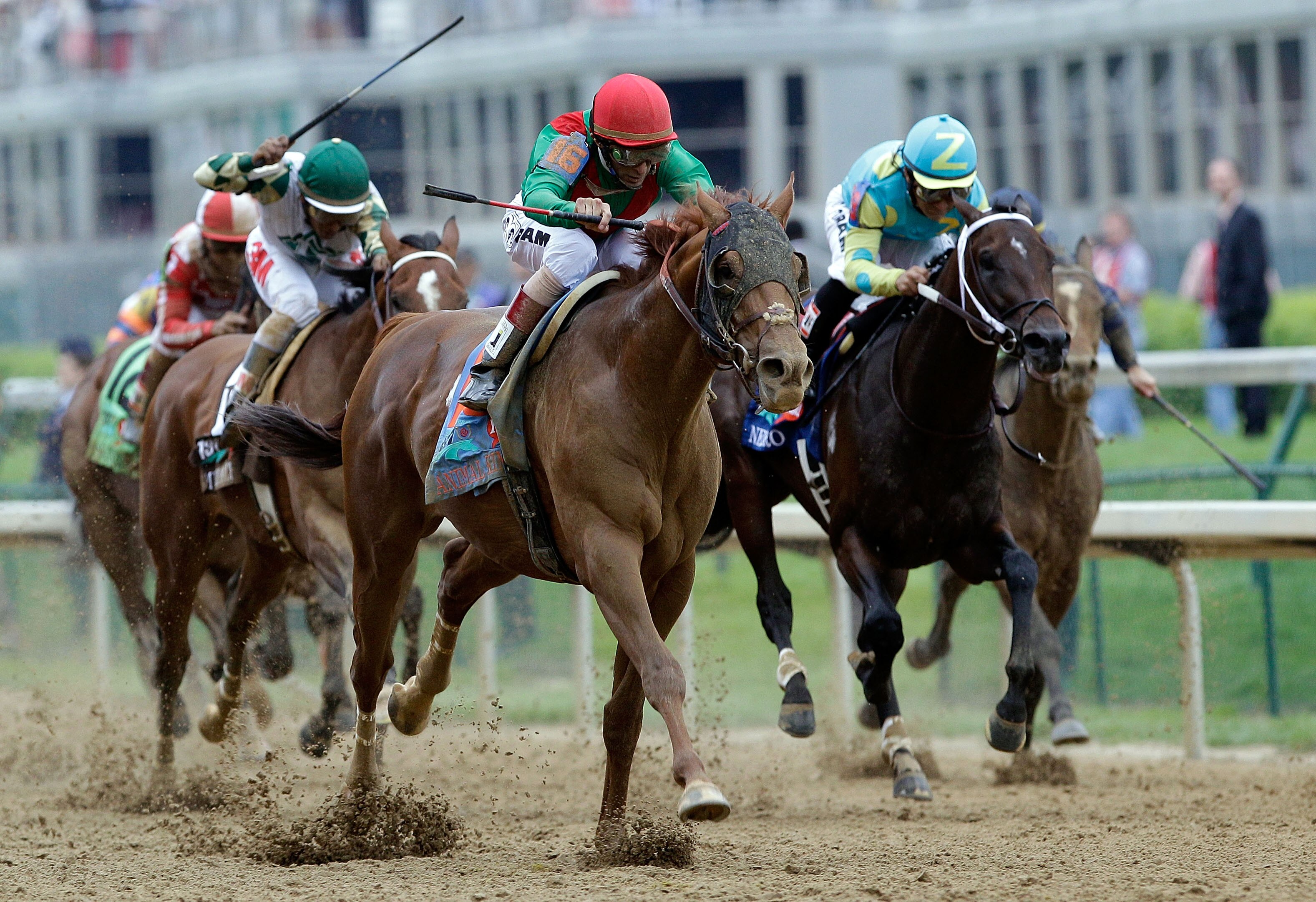 LOUISVILLE, KY - MAY 07:  Jockey John Velazquez, riding Animal Kingdom #16, celebrates leads a pack down the front stretch on his way to winning the 137th Kentucky Derby at Churchill Downs on May 7, 2011 in Louisville, Kentucky.  (Photo by Rob Carr/Getty