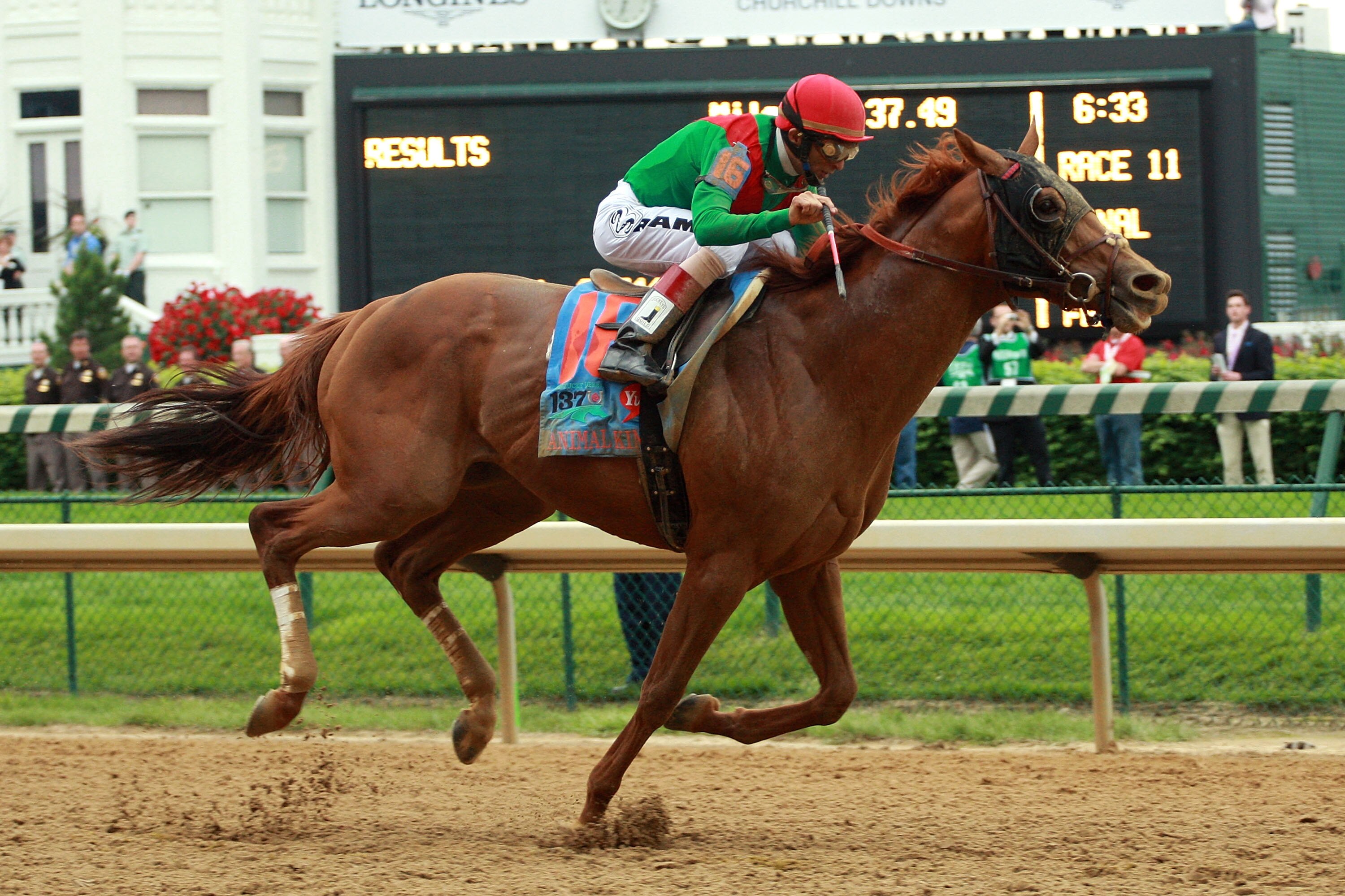 LOUISVILLE, KY - MAY 07:  Jockey John Velazquez, riding Animal Kingdom #16, races towards the finish line to win the 137th Kentucky Derby at Churchill Downs on May 7, 2011 in Louisville, Kentucky.  (Photo by Travis Lindquist/Getty Images)