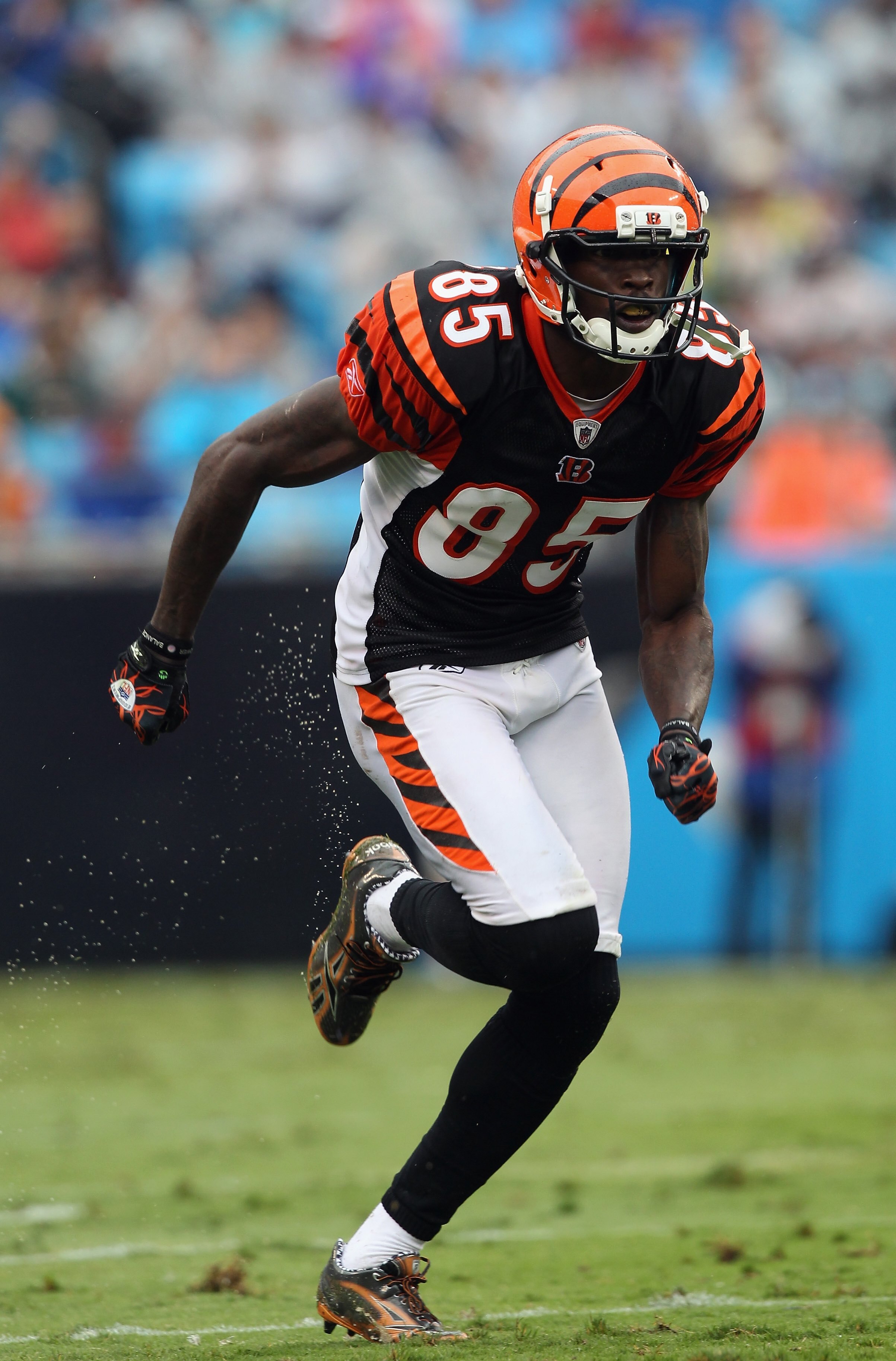 CHARLOTTE, NC - SEPTEMBER 26:  Chad Ochocinco #85 of the Cincinnati Bengals during their game against the Carolina Panthers at Bank of America Stadium on September 26, 2010 in Charlotte, North Carolina.  (Photo by Streeter Lecka/Getty Images)