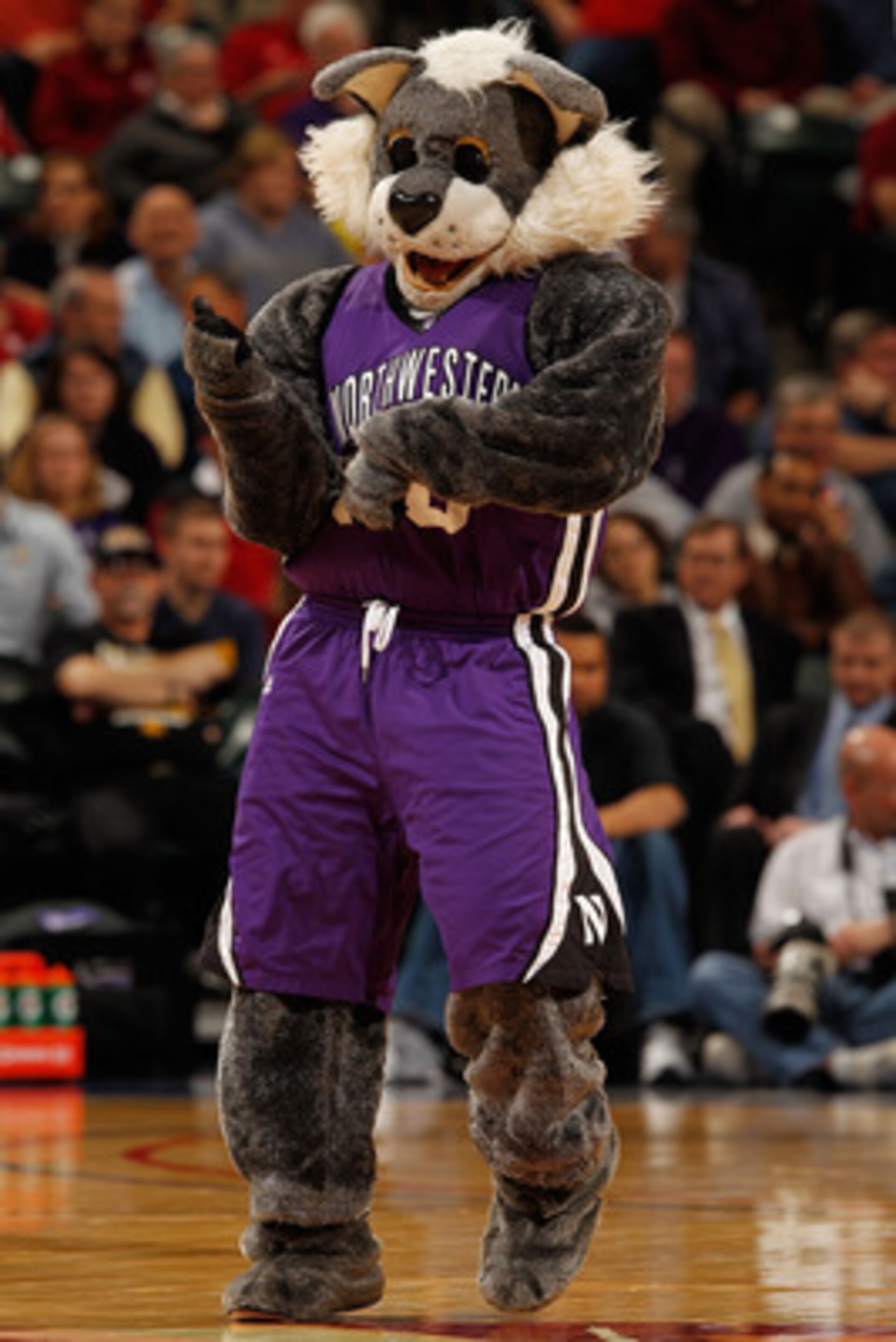 INDIANAPOLIS - MARCH 11:  Mascot 'Willie the Wildcat' of the Northwestern Wildcats performs during the game against the Indiana Hoosiers in the first round of the Big Ten Men's Basketball Tournament at Conseco Fieldhouse on March 11, 2010 in Indianapolis,