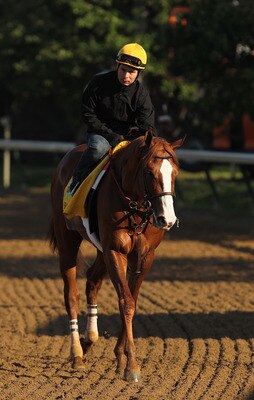 LOUISVILLE, KY - MAY 05:  Shackleford trains during the morning exercise session in preparation for the 137th Kentucky Derby at Churchill Downs on May 5, 2011 in Louisville, Kentucky.  (Photo by Al Bello/Getty Images)