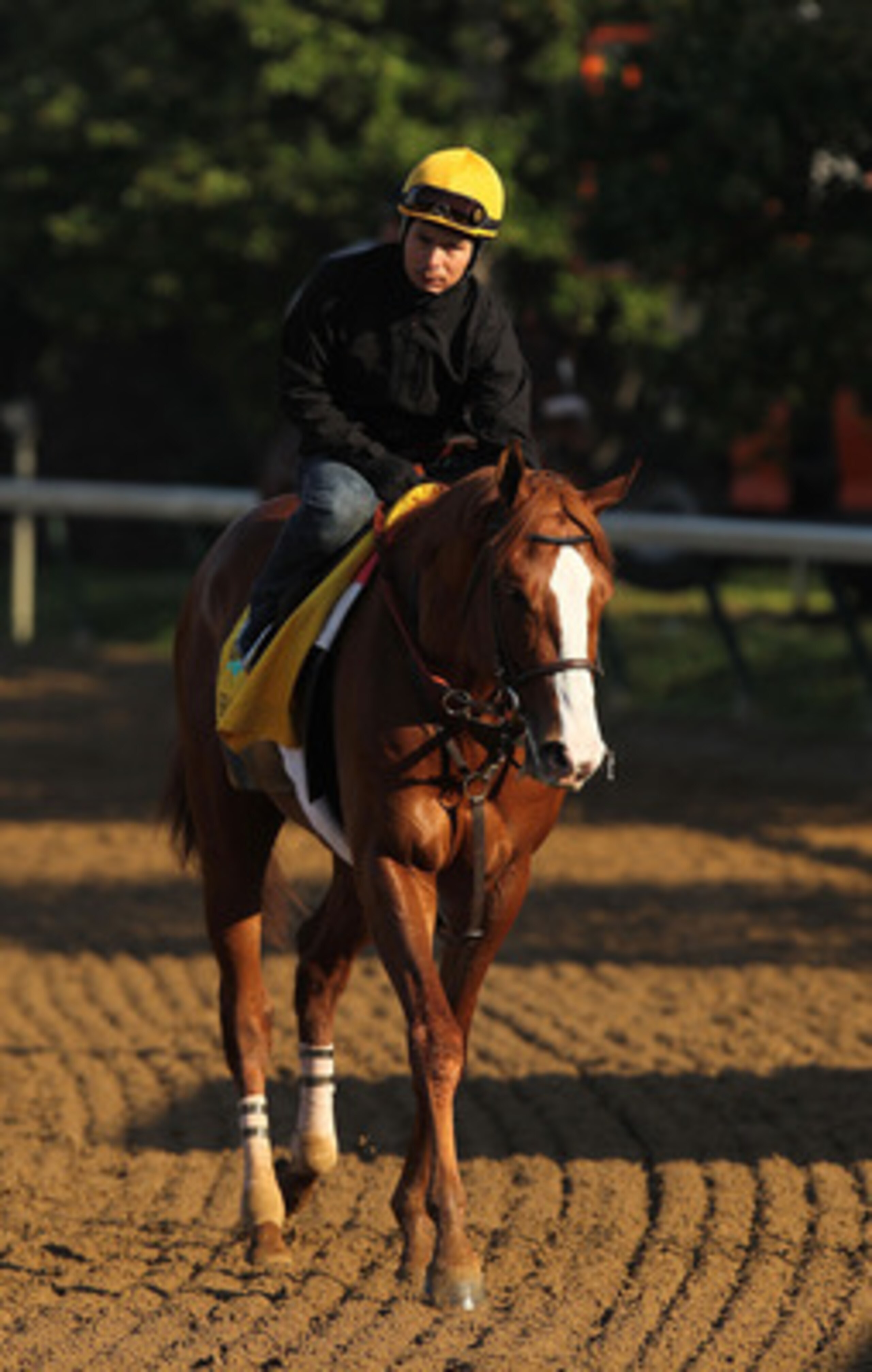LOUISVILLE, KY - MAY 05:  Shackleford trains during the morning exercise session in preparation for the 137th Kentucky Derby at Churchill Downs on May 5, 2011 in Louisville, Kentucky.  (Photo by Al Bello/Getty Images)