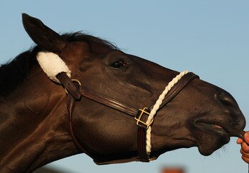 LOUISVILLE, KY - MAY 05:  Dialed In gets bathed outside his stall during the morning exercise session in preparation for the 137th Kentucky Derby at Churchill Downs on May 5, 2011 in Louisville, Kentucky.  (Photo by Al Bello/Getty Images)