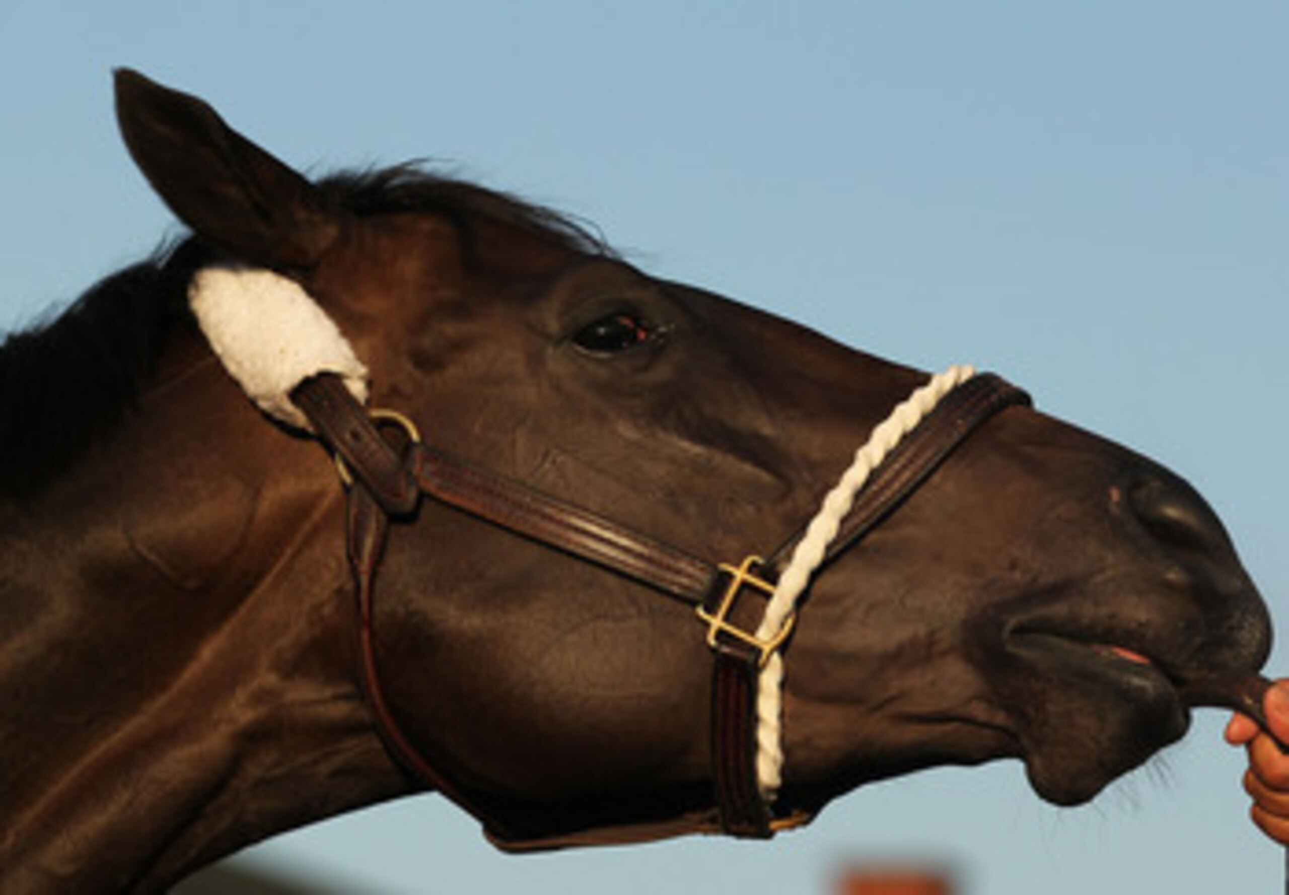 LOUISVILLE, KY - MAY 05: Dialed In gets bathed outside his stall during the morning exercise session in preparation for the 137th Kentucky Derby at Churchill Downs on May 5, 2011 in Louisville, Kentucky. (Photo by Al Bello/Getty Images) LOUISVILLE, KY - MAY 05: Dialed In gets bathed outside his stall during the morning exercise session in preparation for the 137th Kentucky Derby at Churchill Downs on May 5, 2011 in Louisville, Kentucky. (Photo by Al Bello/Getty Images)