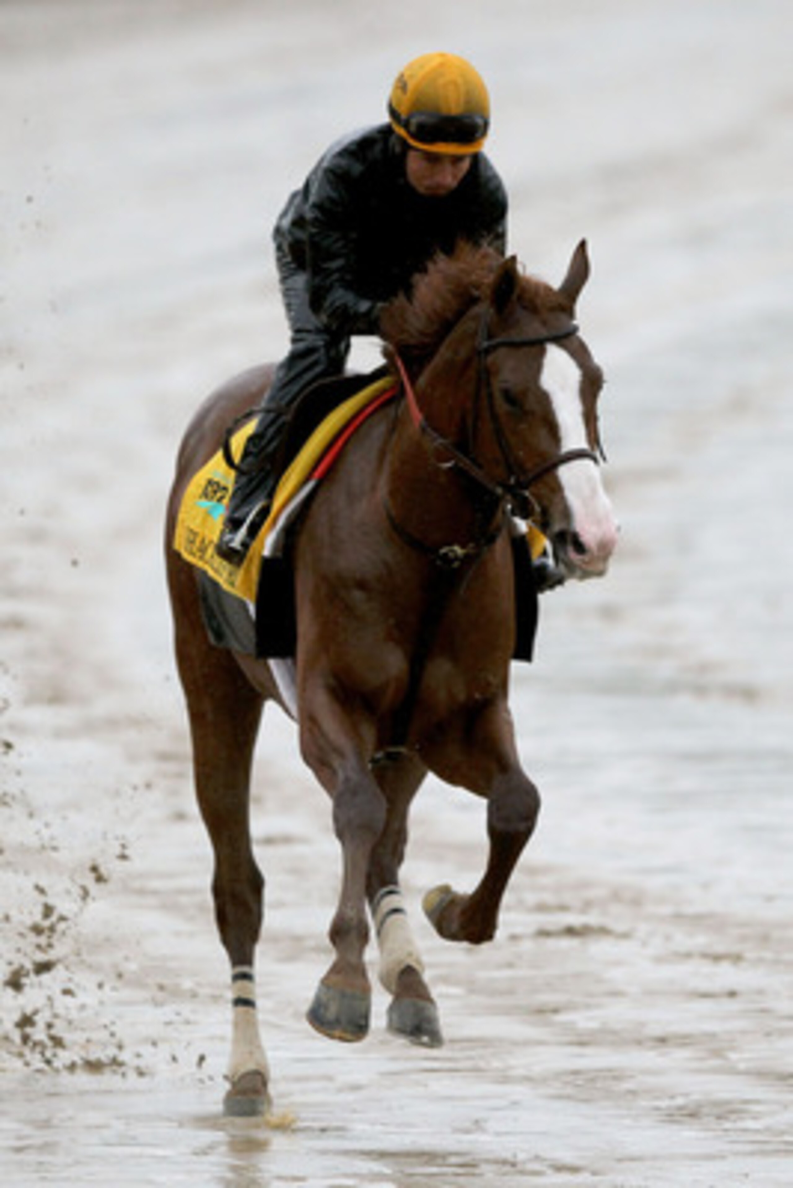 LOUISVILLE, KY - MAY 03: Shackleford runs during the morning exercise session in preparation for the 137th Kentucky Derby at Churchill Downs on May 3, 2011 in Louisville, Kentucky. (Photo by Matthew Stockman/Getty Images) LOUISVILLE, KY - MAY 03: Shackleford runs during the morning exercise session in preparation for the 137th Kentucky Derby at Churchill Downs on May 3, 2011 in Louisville, Kentucky. (Photo by Matthew Stockman/Getty Images)