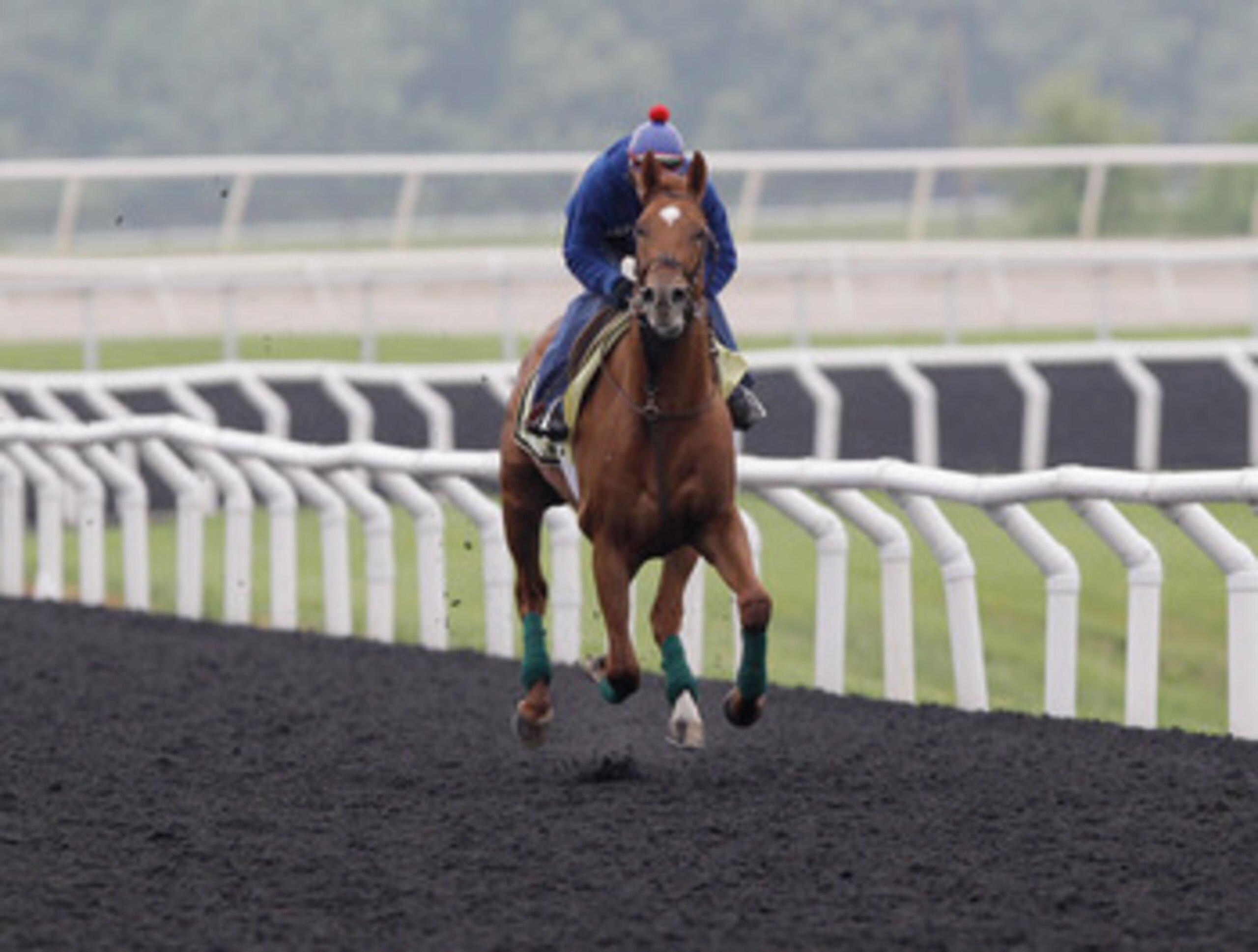 ELKTON, MD - MAY 17:  Exercise rider David Nava takes Kentucky Derby winner and Preakness entrant Animal Kingdom over the track at the Fair Hill Training Center on May 17, 2011 in Elkton, Maryland. Animal Kingdom is training for Saturday's 136th Preakness