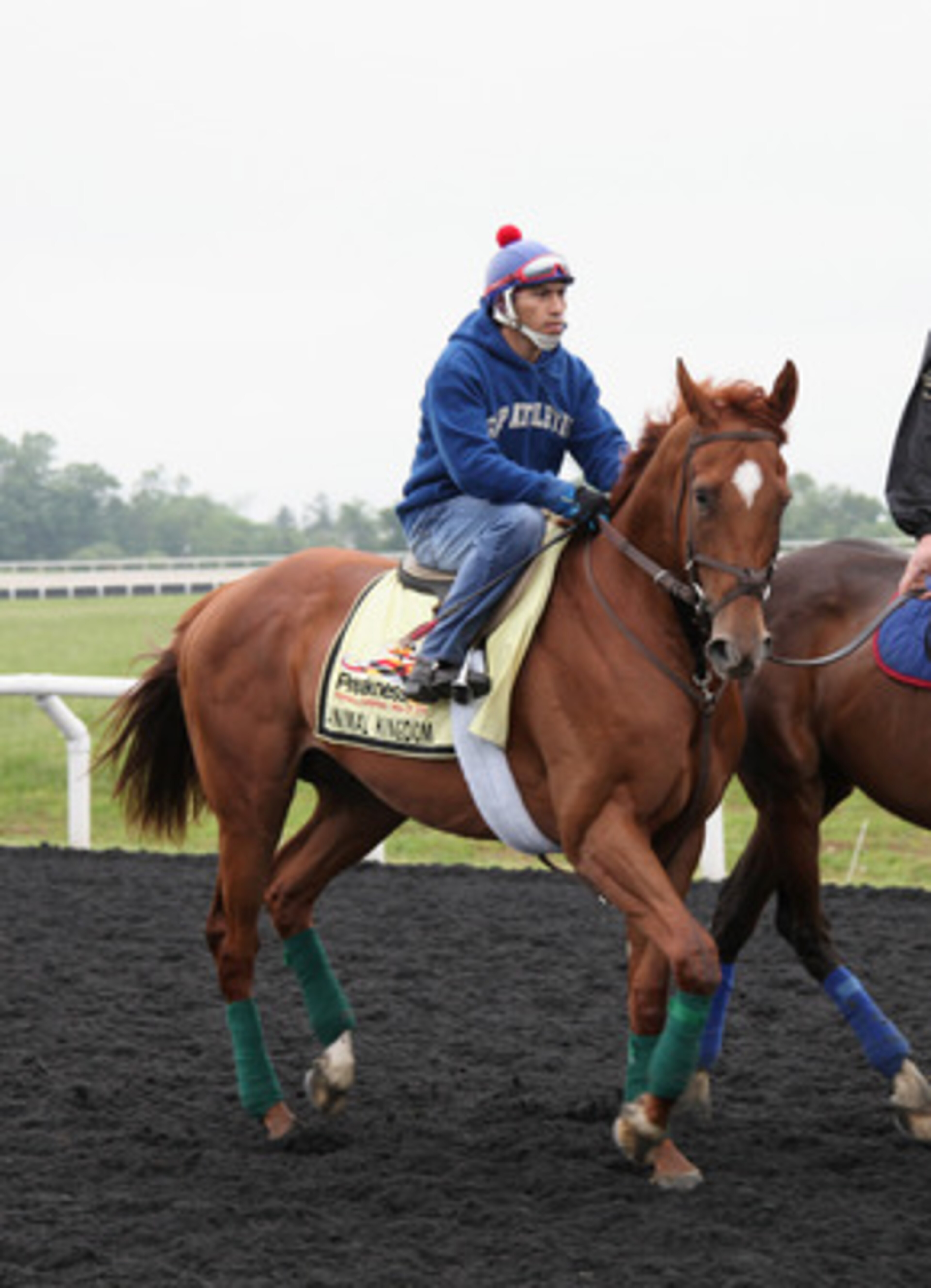 ELKTON, MD - MAY 17:  Assistant trainer David Rock (R) leads  Kentucky Derby winner and Preakness entrant Animal Kingdom with exercise rider David Nava up (L) around the track at the Fair Hill Training Center on May 17, 2011 in Elkton, Maryland. Animal Ki