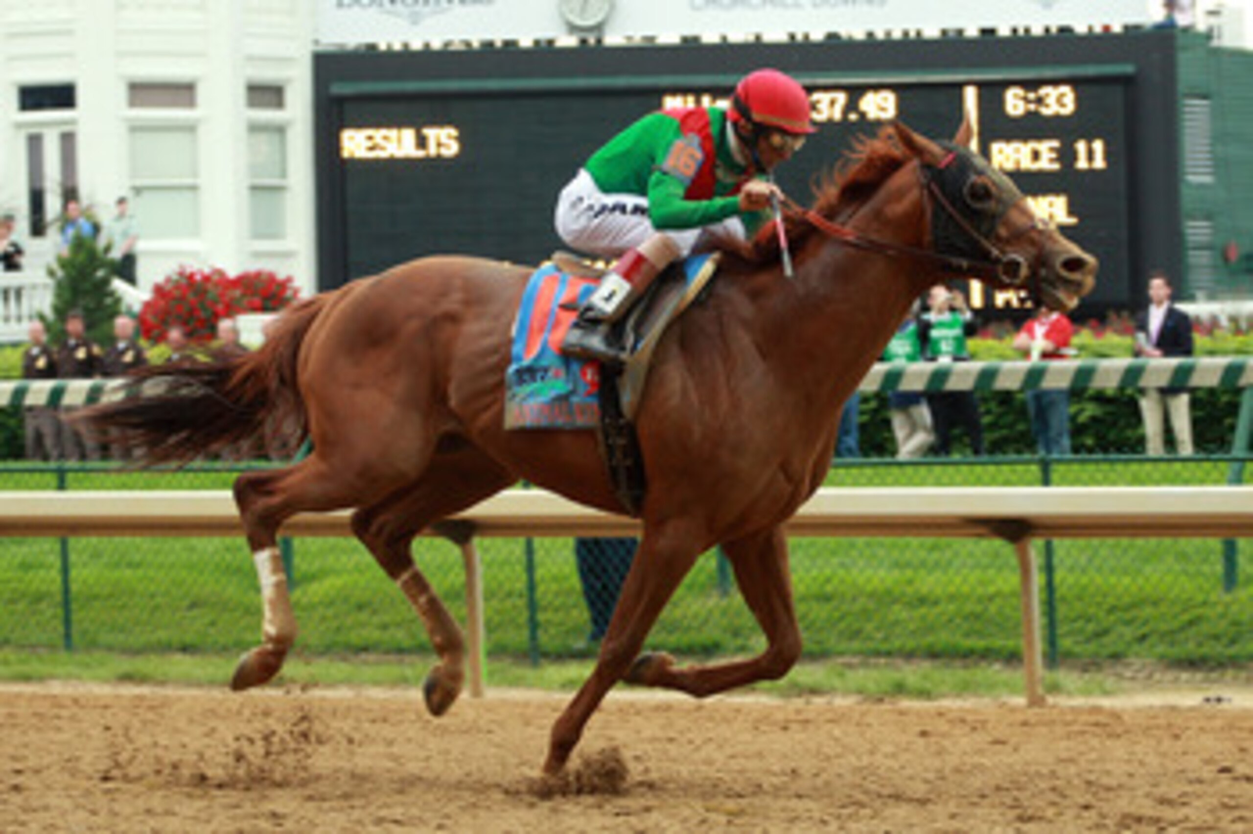 LOUISVILLE, KY - MAY 07:  Jockey John Velazquez, riding Animal Kingdom #16, races towards the finish line to win the 137th Kentucky Derby at Churchill Downs on May 7, 2011 in Louisville, Kentucky.  (Photo by Travis Lindquist/Getty Images)