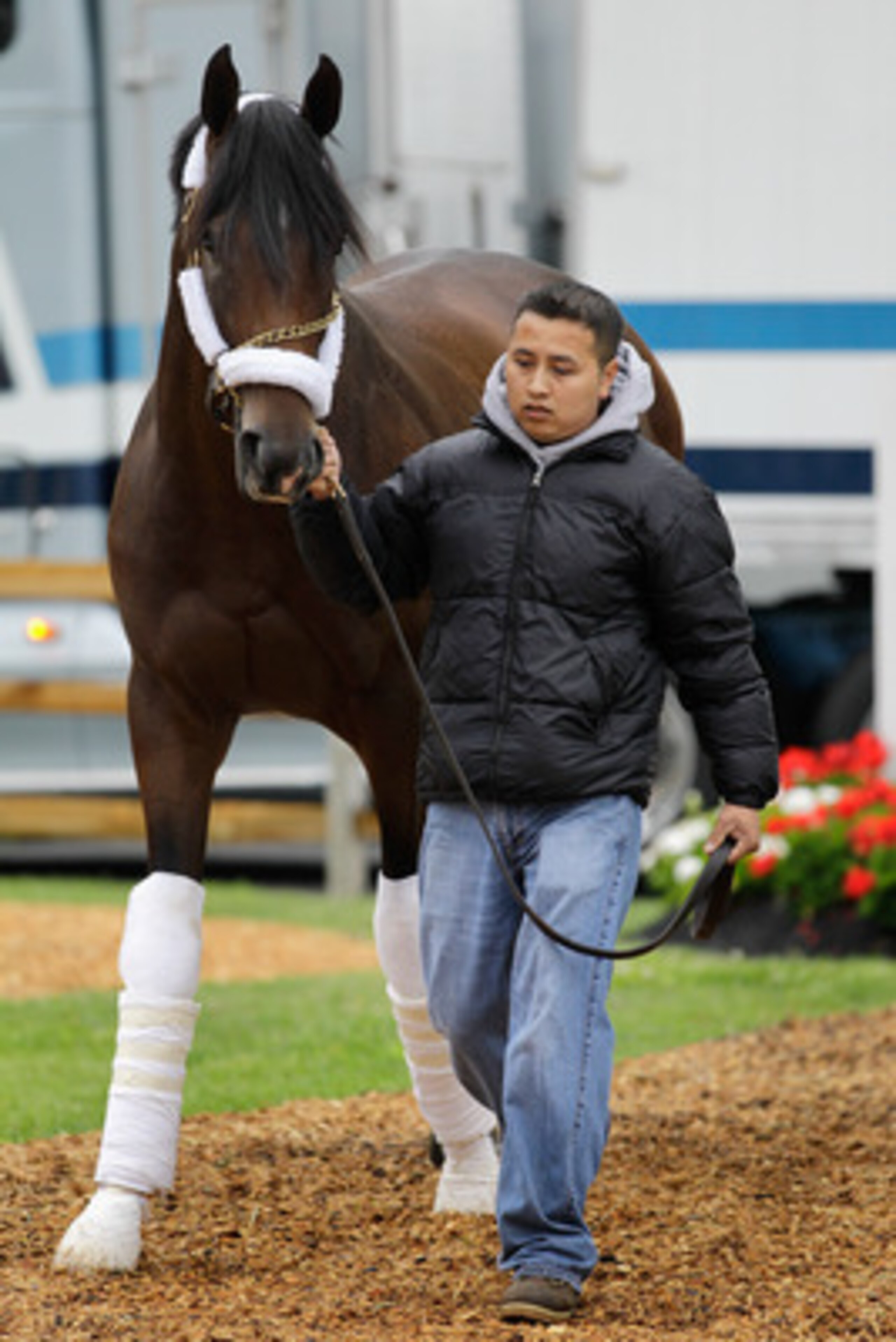 BALTIMORE, MD - MAY 18:  Hot walker Noel Antonio leads Preakness entrant Dance City to the barn after arriving at Pimlico Race Course on May 18, 2011 in Baltimore, Maryland. The 136th running of the Preakness Stakes will be run on Saturday.  (Photo by Rob