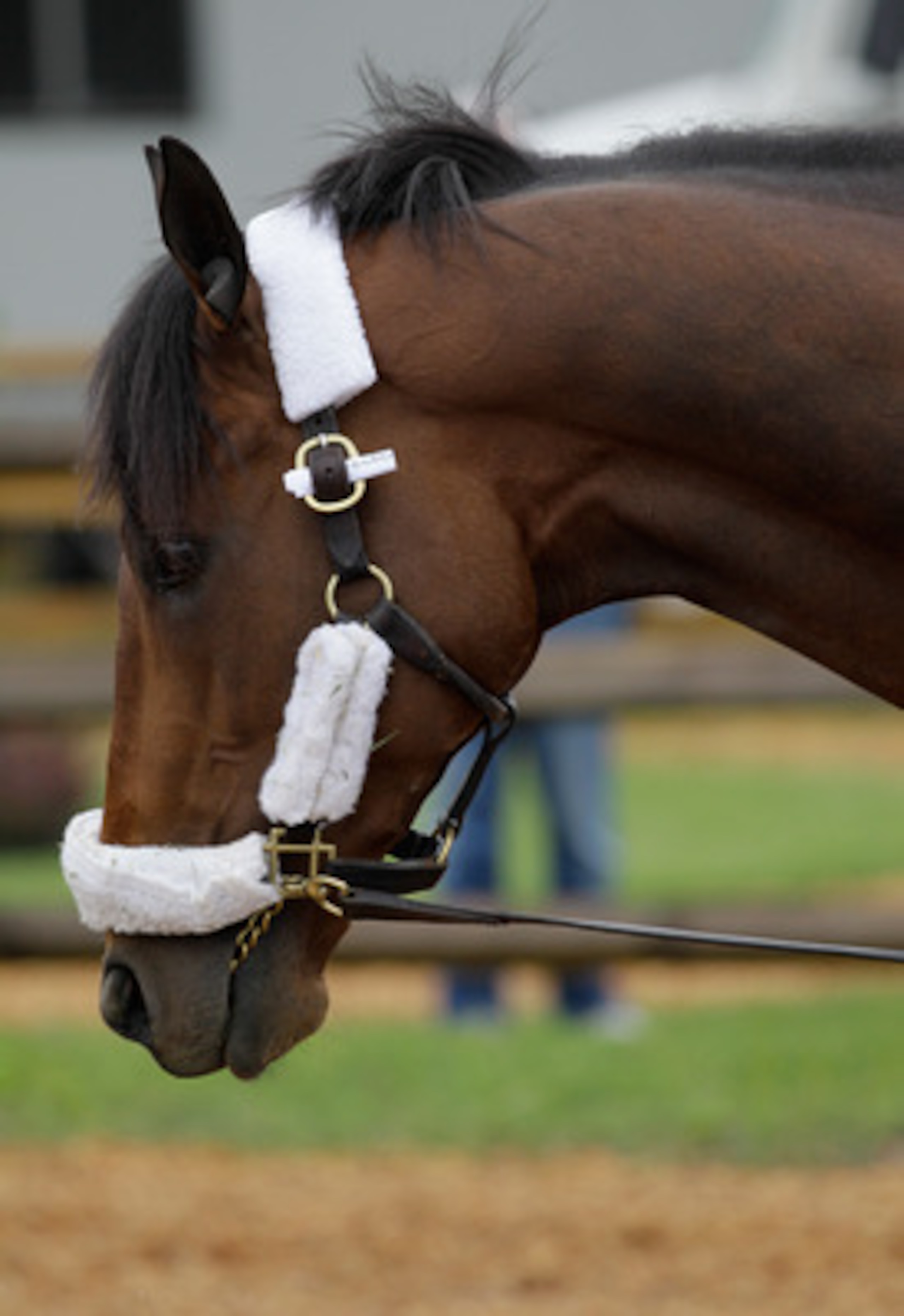 BALTIMORE, MD - MAY 18: Assistant trainer Scott Blasi leads Preakness entrant Astrology to the barn  at Pimlico Race Course on May 18, 2011 in Baltimore, Maryland. The 136th running of the Preakness Stakes will be run on Saturday. (Photo by Rob Carr/Getty