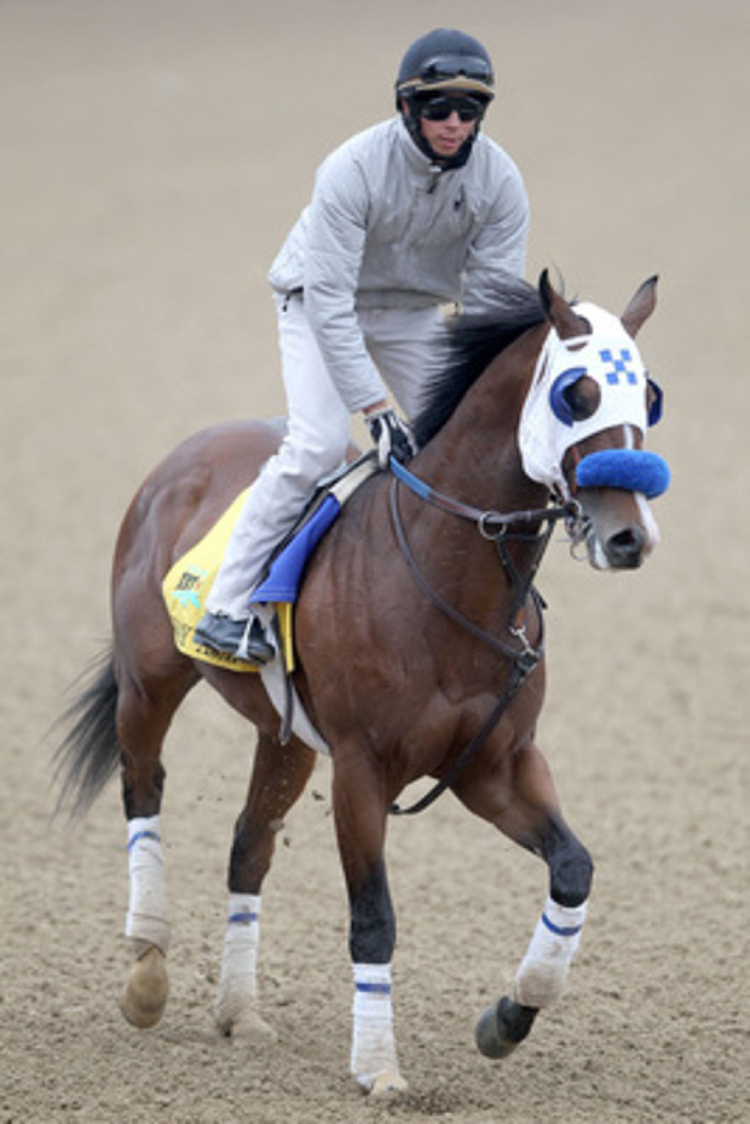 LOUISVILLE, KY - MAY 04:  Sway Away trains during the morning exercise runs session in preparation for the 137th Kentucky Derby at Churchill Downs on May 4, 2011 in Louisville, Kentucky.  (Photo by Matthew Stockman/Getty Images)