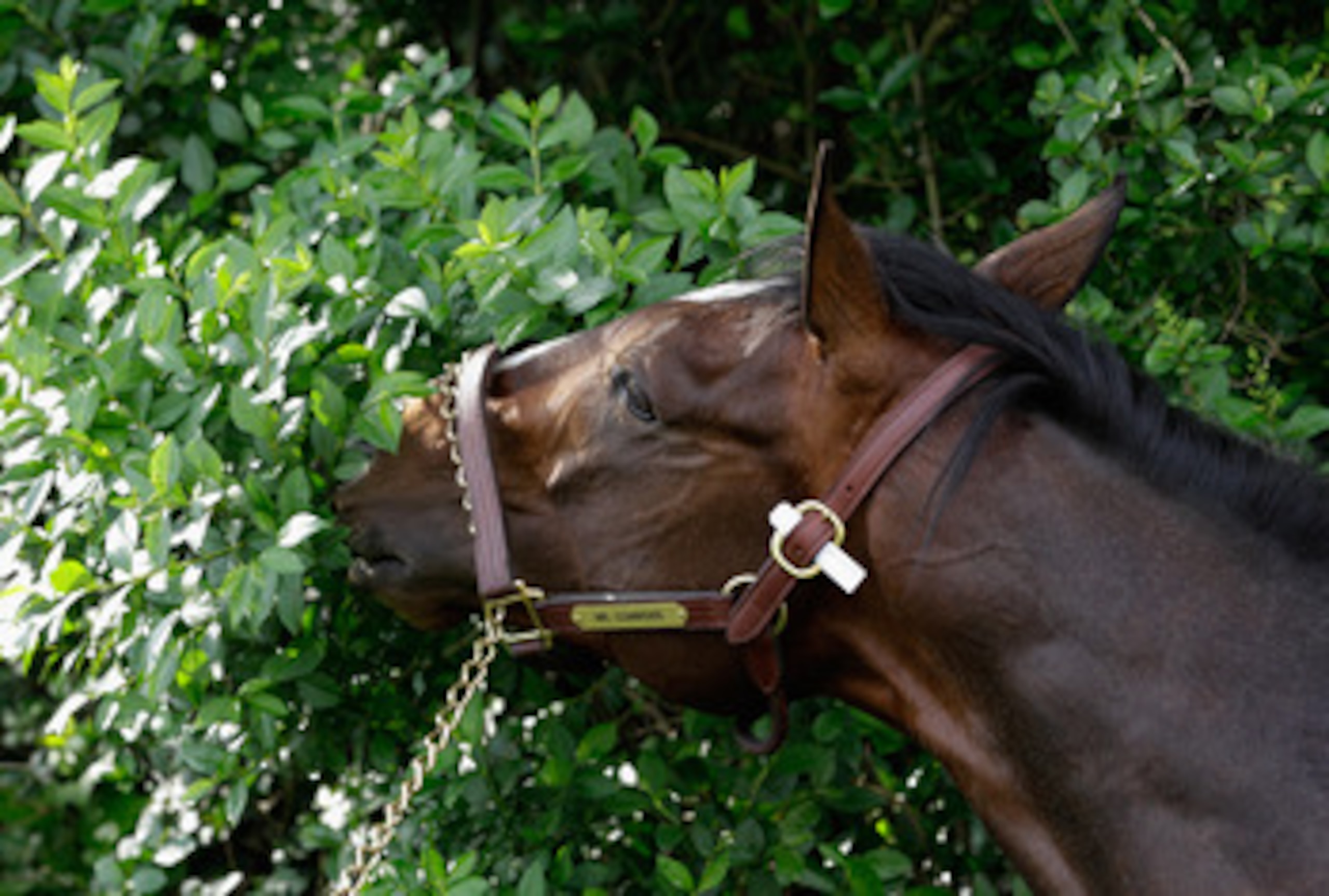 BALTIMORE, MD - MAY 18:  Preakness entrant Mr. Commons grazes outside the stakes barn after arriving at  Pimlico Race Course on May 18, 2011 in Baltimore, Maryland. The 136th running of the Preakness Stakes will be run on Saturday. (Photo by Rob Carr/Gett