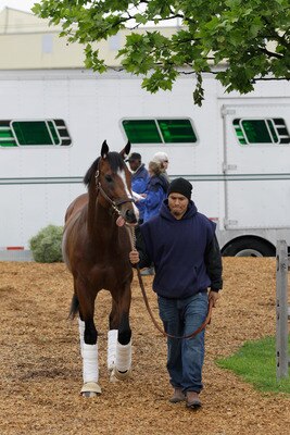 BALTIMORE, MD - MAY 18:  Preakness entrant Sway Away is lead to the barn after arriving at Pimlico Race Course on May 18, 2011 in Baltimore, Maryland. The 136th running of the Preakness Stakes will be run on Saturday. (Photo by Rob Carr/Getty Images)
