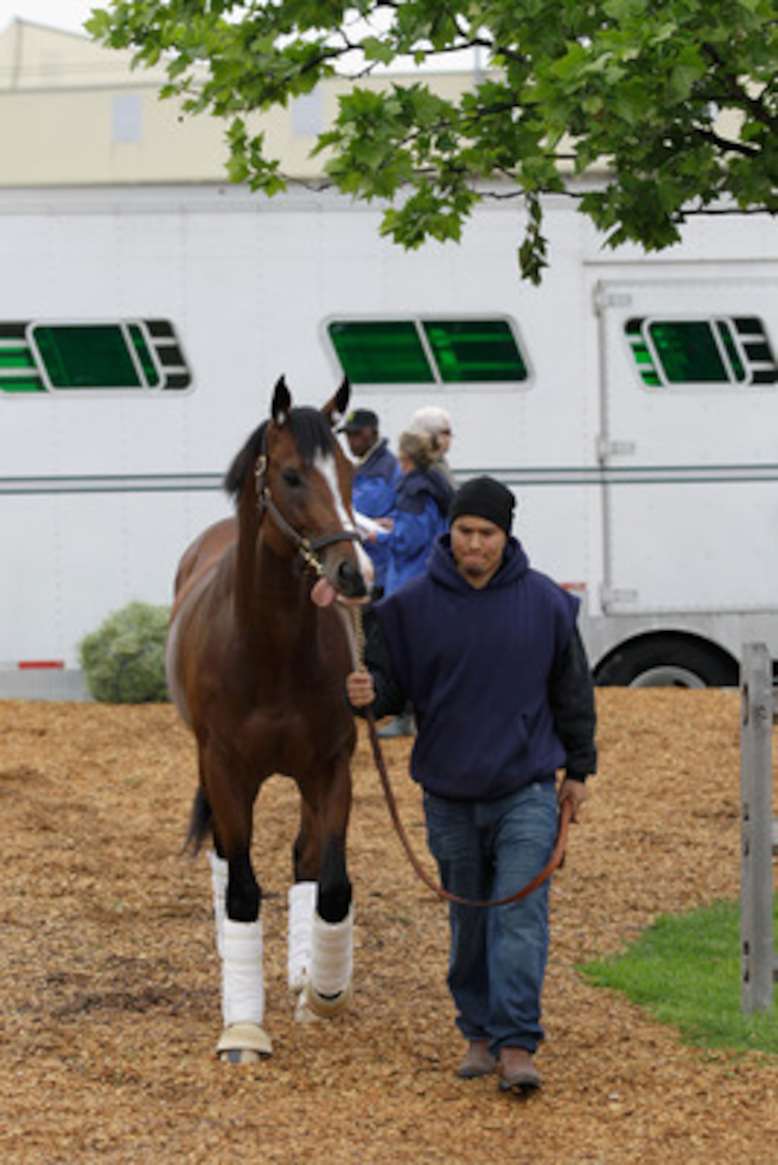 BALTIMORE, MD - MAY 18:  Preakness entrant Sway Away is lead to the barn after arriving at Pimlico Race Course on May 18, 2011 in Baltimore, Maryland. The 136th running of the Preakness Stakes will be run on Saturday. (Photo by Rob Carr/Getty Images)
