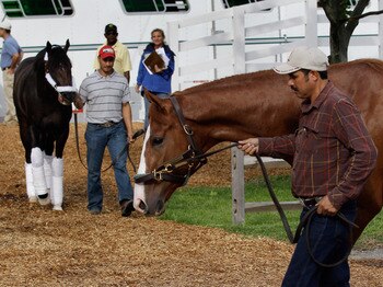BALTIMORE, MD - MAY 18: Preakness entrants Dialed In (L) and Shackleford (R) arrive at  Pimlico Race Course on May 18, 2011 in Baltimore, Maryland. The 136th running of the Preakness Stakes will be run on Saturday.  (Photo by Rob Carr/Getty Images)