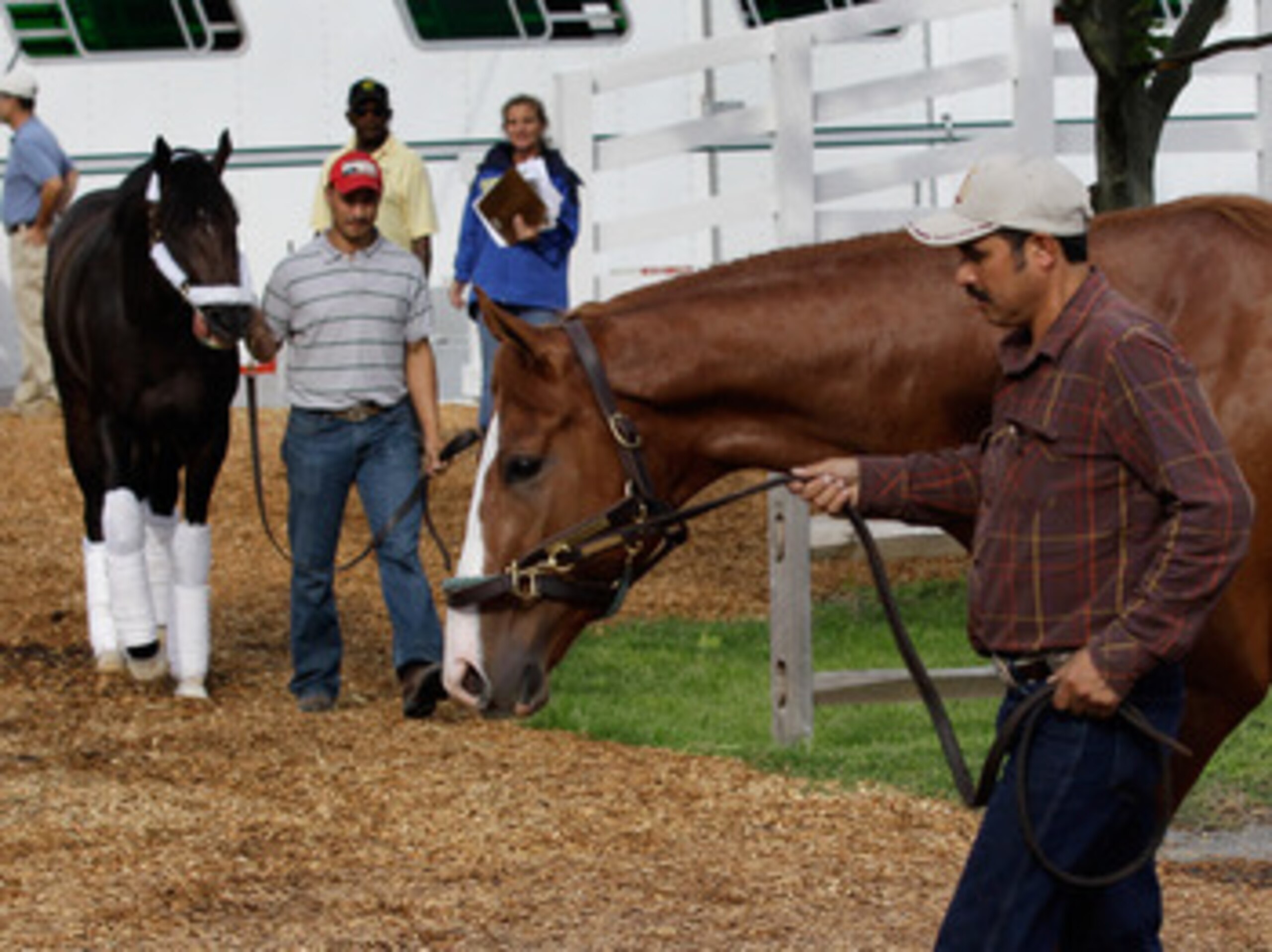 BALTIMORE, MD - MAY 18: Preakness entrants Dialed In (L) and Shackleford (R) arrive at  Pimlico Race Course on May 18, 2011 in Baltimore, Maryland. The 136th running of the Preakness Stakes will be run on Saturday.  (Photo by Rob Carr/Getty Images)