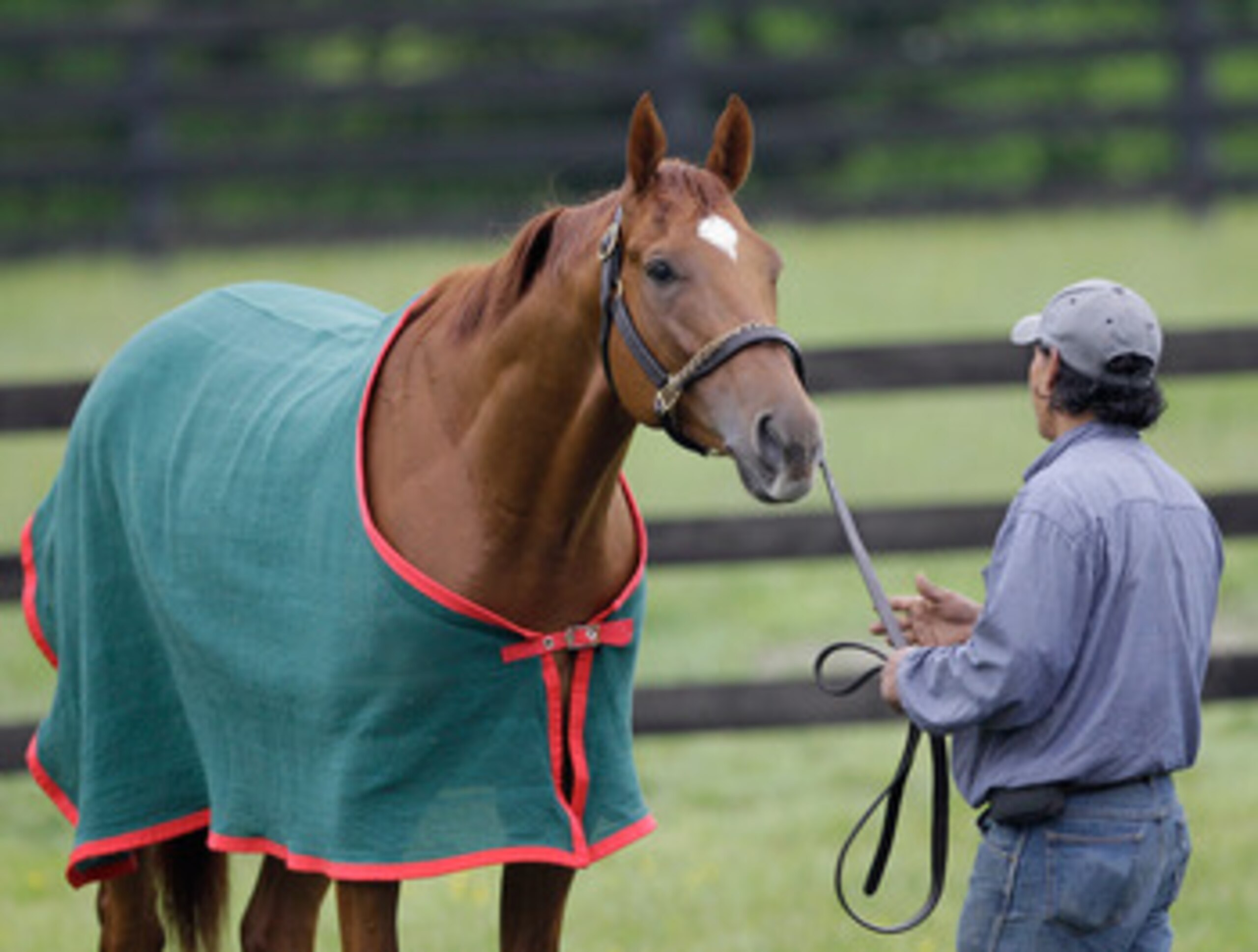 ELKTON, MD - MAY 17:  Hot walker Noe Lagunas holds Kentucky Derby winner and Preakness entrant Animal Kingdom at the Fair Hill Training Center on May 17, 2011 in Elkton, Maryland. Animal Kingdom is training for Saturday's 136th Preakness Stakes in Baltimo