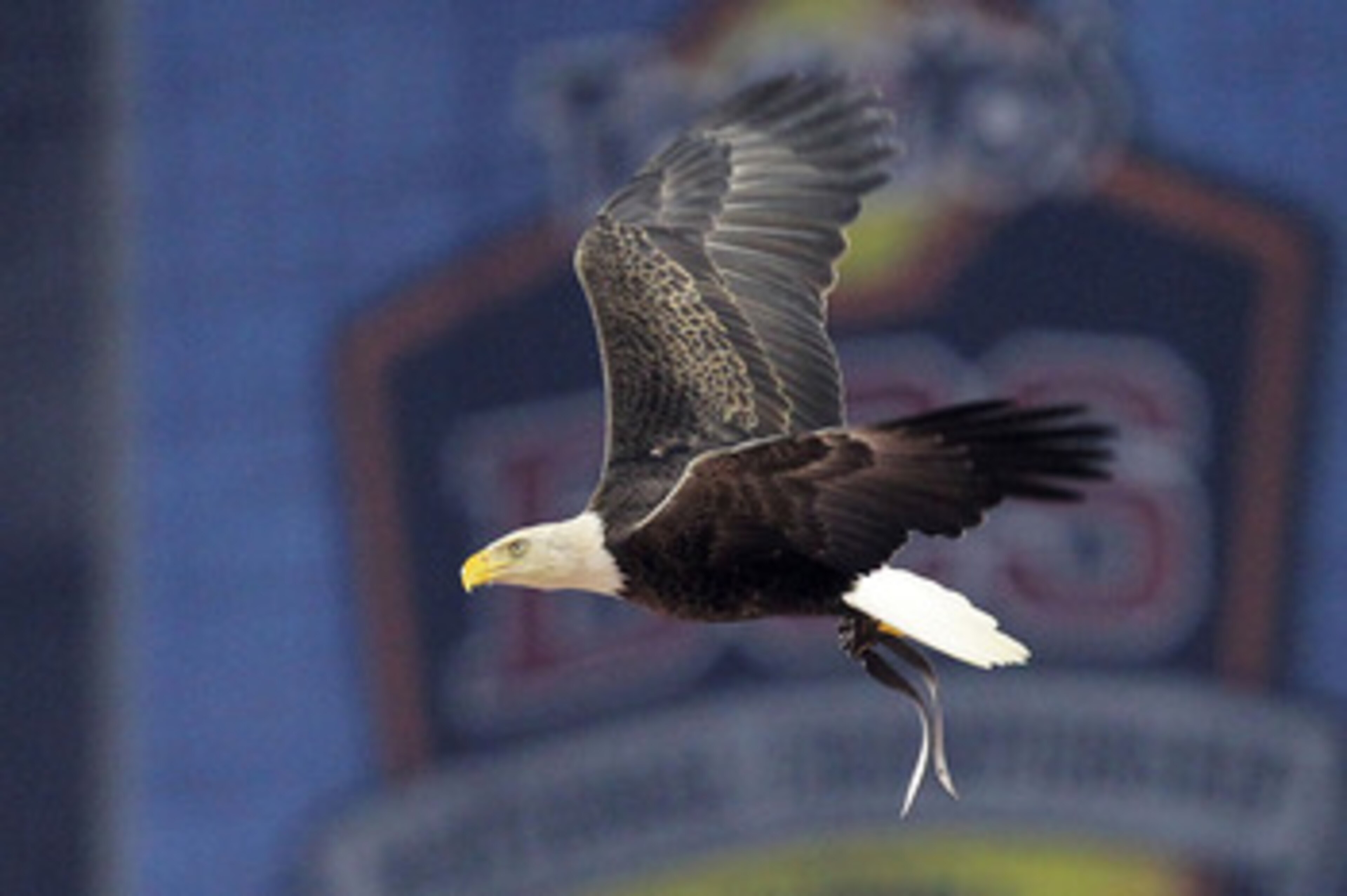 GLENDALE, AZ - JANUARY 10: Challenger, a Bald Eagle circles the stadium during the national anthem for the Tostitos BCS National Championship Game between the Oregon Ducks and Auburn Tigers at University of Phoenix Stadium on January 10, 2011 in Glendale GLENDALE, AZ - JANUARY 10: Challenger, a Bald Eagle circles the stadium during the national anthem for the Tostitos BCS National Championship Game between the Oregon Ducks and Auburn Tigers at University of Phoenix Stadium on January 10, 2011 in Glendale