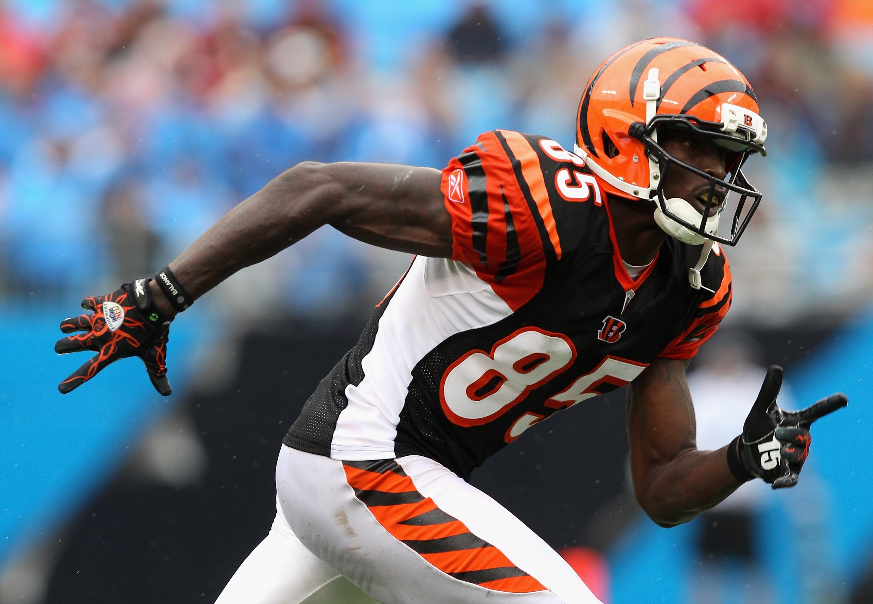 CHARLOTTE, NC - SEPTEMBER 26:  Chad Ochocinco #85 of the Cincinnati Bengals during their game against the Carolina Panthers at Bank of America Stadium on September 26, 2010 in Charlotte, North Carolina.  (Photo by Streeter Lecka/Getty Images)