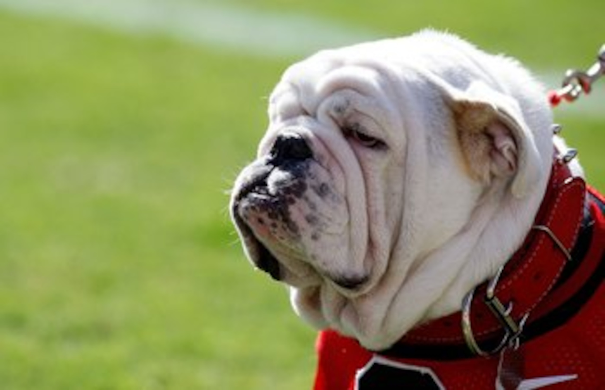 ATHENS, GA - OCTOBER 03:  UGA VII, mascot of the Georgia Bulldogs, watches the game against the Louisiana State University Tigers from the sidelines at Sanford Stadium on October 3, 2009 in Athens, Georgia.  (Photo by Kevin C. Cox/Getty Images)