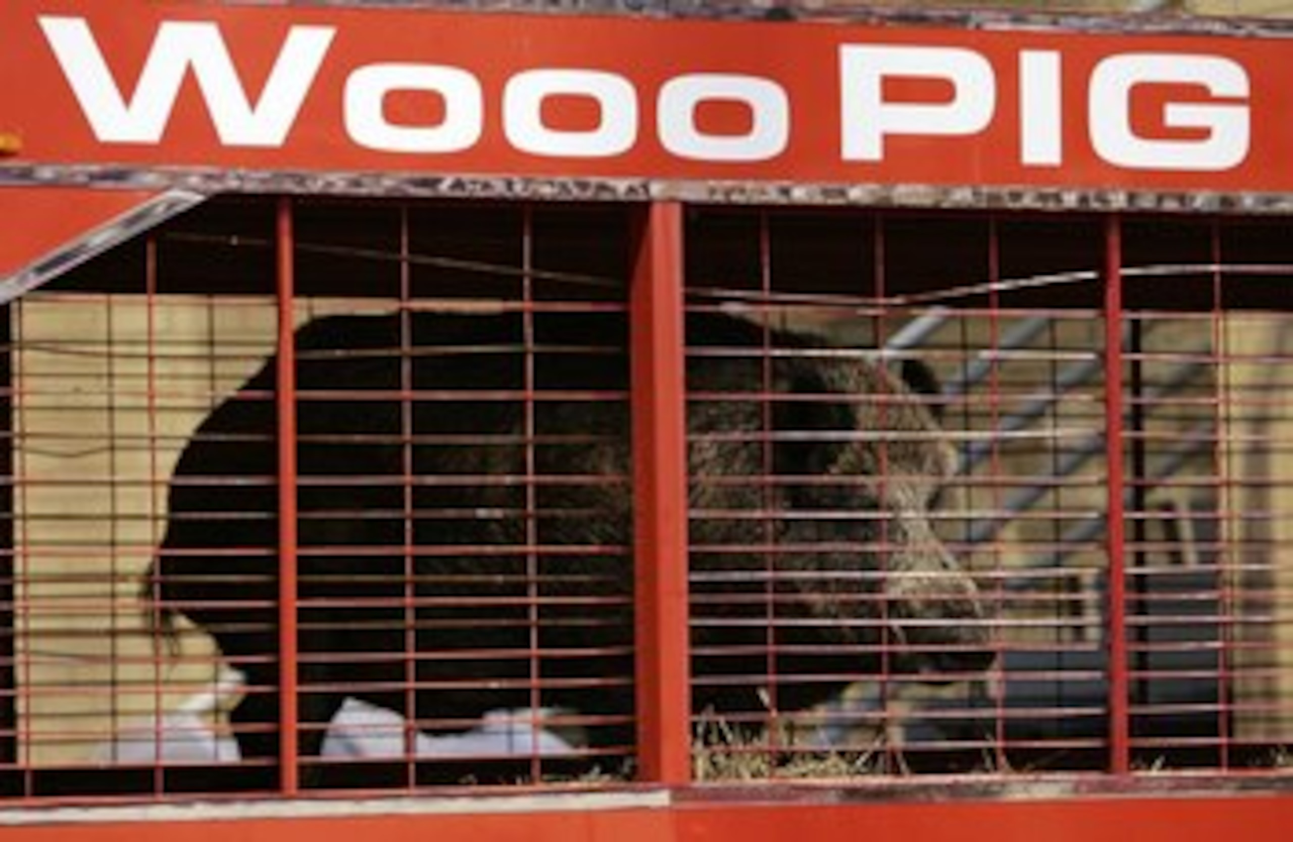 FAYETTEVILLE, AR - SEPTEMBER 02:  'Tusk,' one of the Arkansas Razorbacks' mascots, watches pregame activities from the endsone before a game against the University of Southern California Trojans on September 2, 2006 at Donald W. Reynolds Razorback Stadium