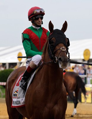 BALTIMORE, MD - MAY 21:  Animal Kingdom and jocky John Velazquez #11 in the post parade before the start of the 136th running of the Preakness Stakes at Pimlico Race Course on May 21, 2011 in Baltimore, Maryland.  (Photo by Rob Carr/Getty Images)