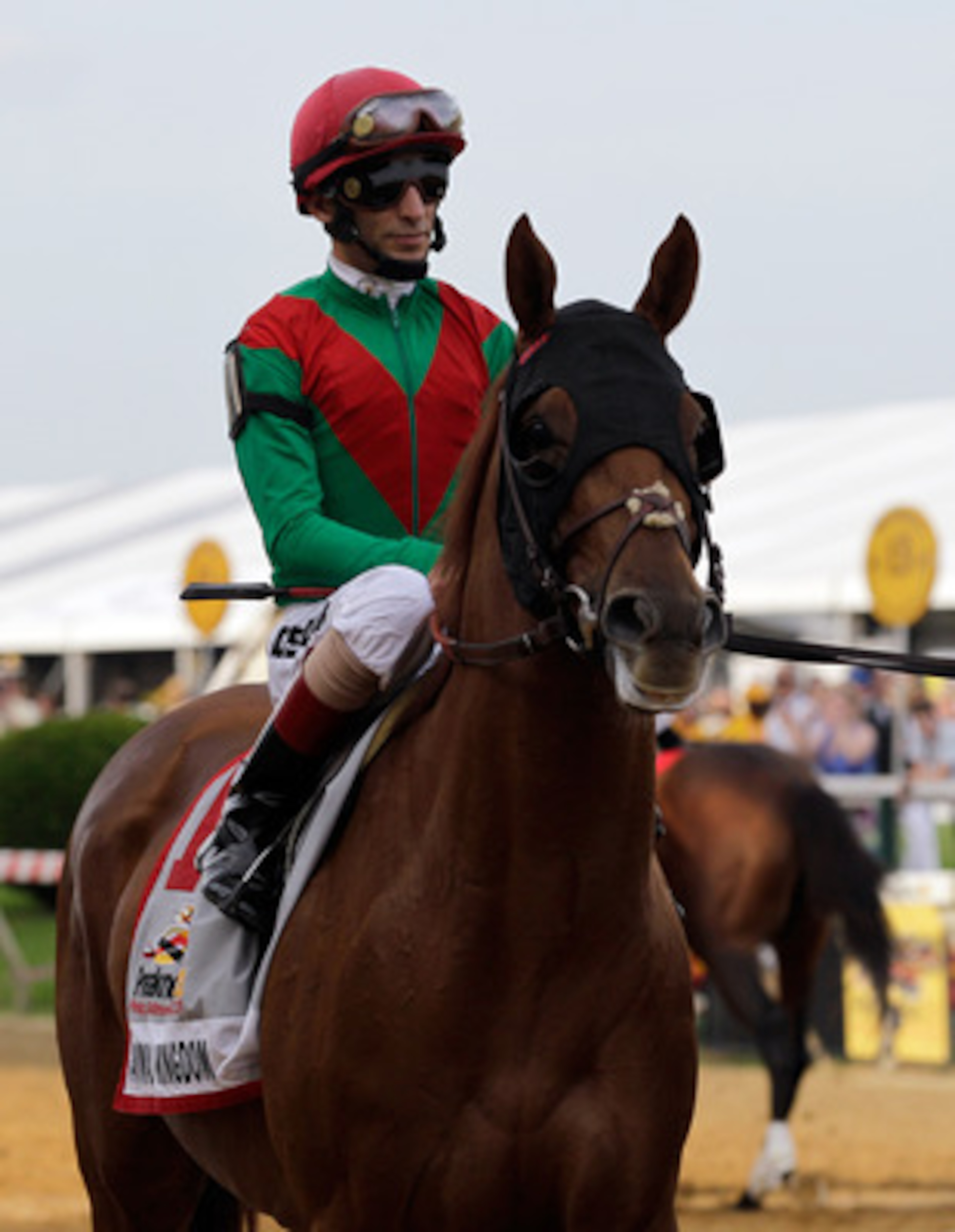 BALTIMORE, MD - MAY 21:  Animal Kingdom and jocky John Velazquez #11 in the post parade before the start of the 136th running of the Preakness Stakes at Pimlico Race Course on May 21, 2011 in Baltimore, Maryland.  (Photo by Rob Carr/Getty Images)