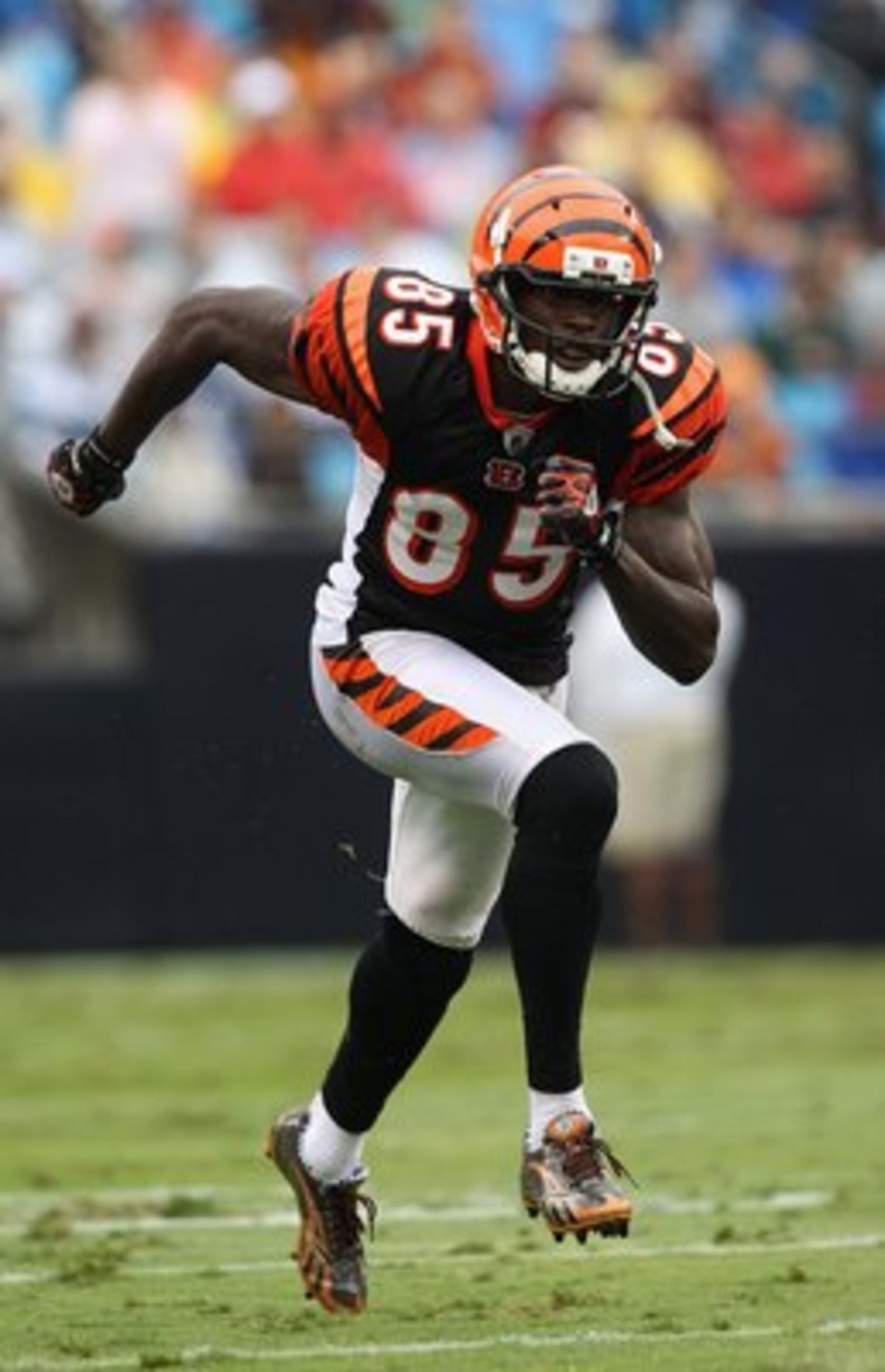 CHARLOTTE, NC - SEPTEMBER 26:  Chad Ochocinco #85 of the Cincinnati Bengals during their game against the Carolina Panthers at Bank of America Stadium on September 26, 2010 in Charlotte, North Carolina.  (Photo by Streeter Lecka/Getty Images)
