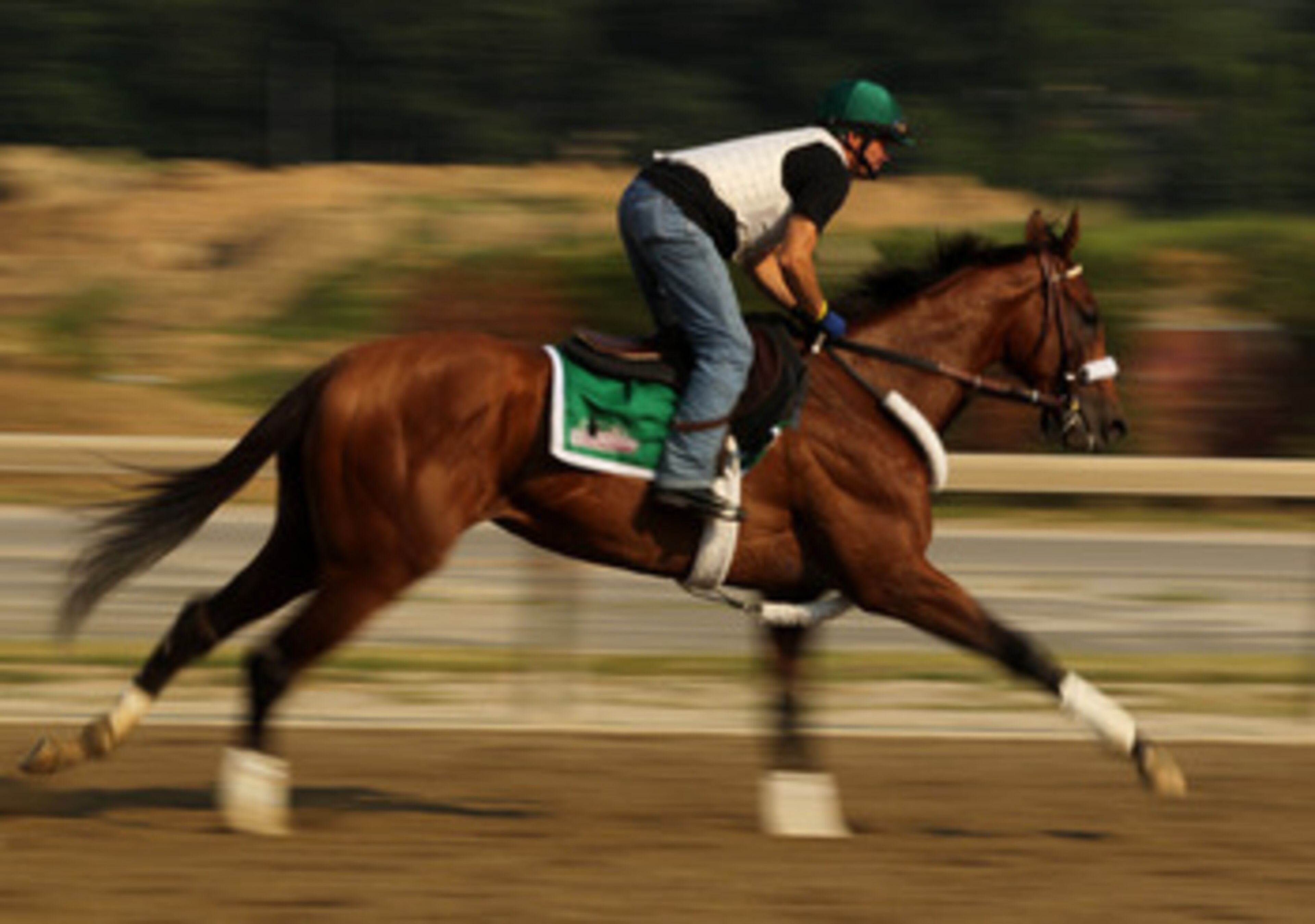 ELMONT, NY - JUNE 08:  Exercise rider Heriberto Pulgar runs Mucho Macho Man during a morning training session in preparation for The Belmont Stakes at Belmont Park on June 8, 2011 in Elmont, New York.  (Photo by Al Bello/Getty Images)