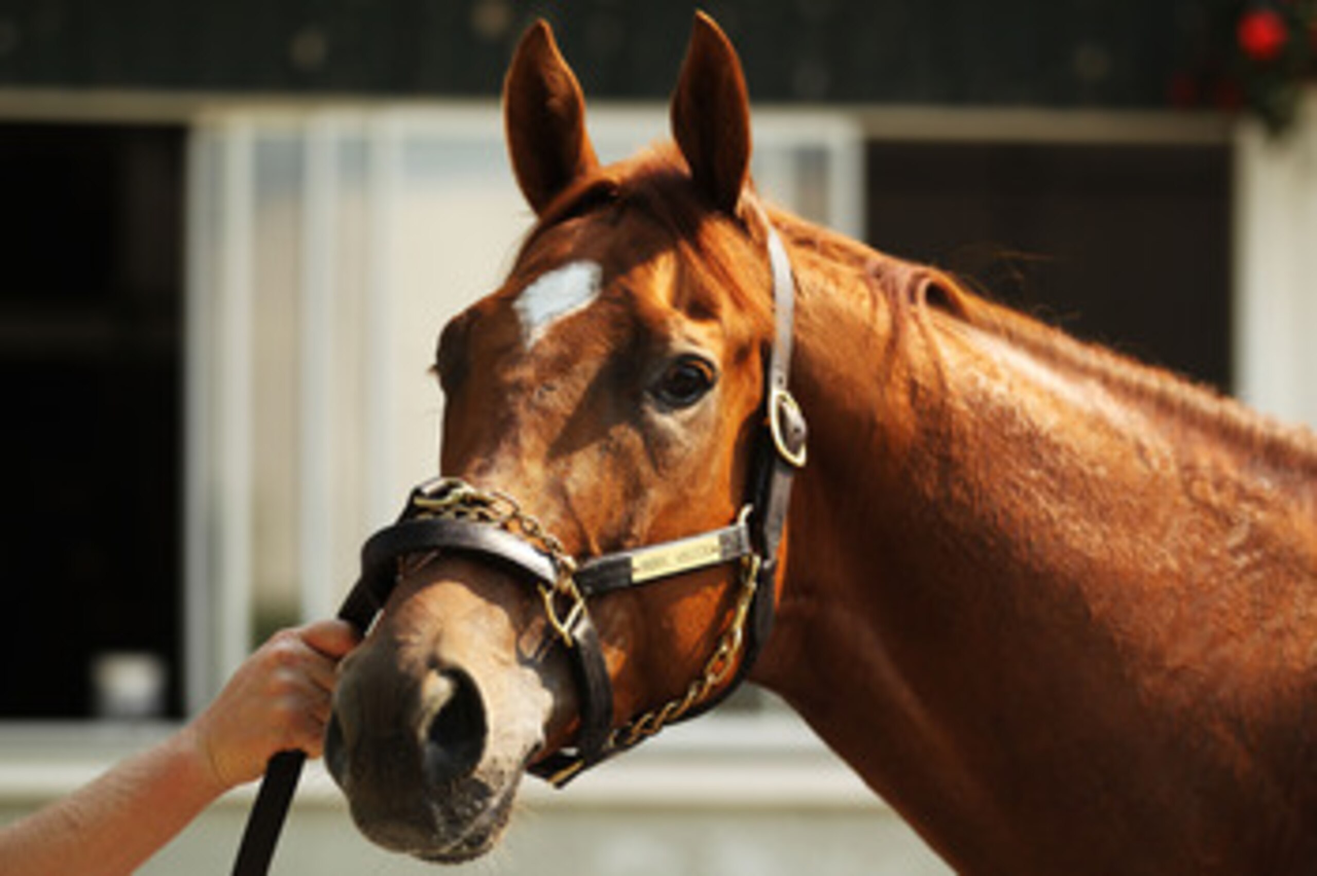 ELMONT, NY - JUNE 08:  Animal Kingdom looks on after a morning training session in preparation for The Belmont Stakes at Belmont Park on June 8, 2011 in Elmont, New York.  (Photo by Al Bello/Getty Images)