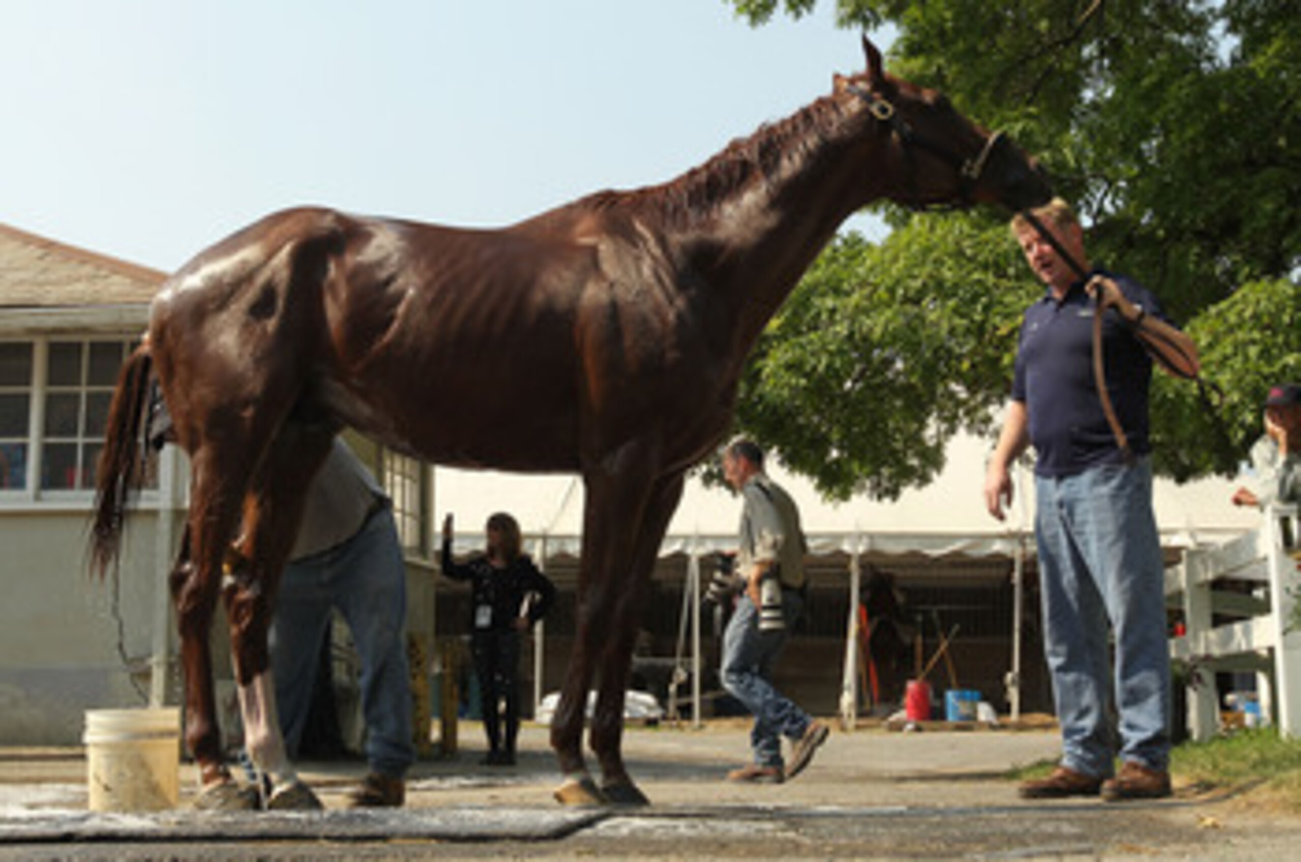 ELMONT, NY - JUNE 08: Animal Kingdom is held by Assistant Trainer Dave Rock during a bath after a training session in preparation for The Belmont Stakes at Belmont Park on June 8, 2011 in Elmont, New York. (Photo by Al Bello/Getty Images) ELMONT, NY - JUNE 08: Animal Kingdom is held by Assistant Trainer Dave Rock during a bath after a training session in preparation for The Belmont Stakes at Belmont Park on June 8, 2011 in Elmont, New York. (Photo by Al Bello/Getty Images)