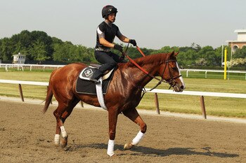 ELMONT, NY - JUNE 08:  Exercise rider Fastino Aguilar rides Shackleford during a morning training session in preparation for The Belmont Stakes at Belmont Park on June 8, 2011 in Elmont, New York.  (Photo by Al Bello/Getty Images)