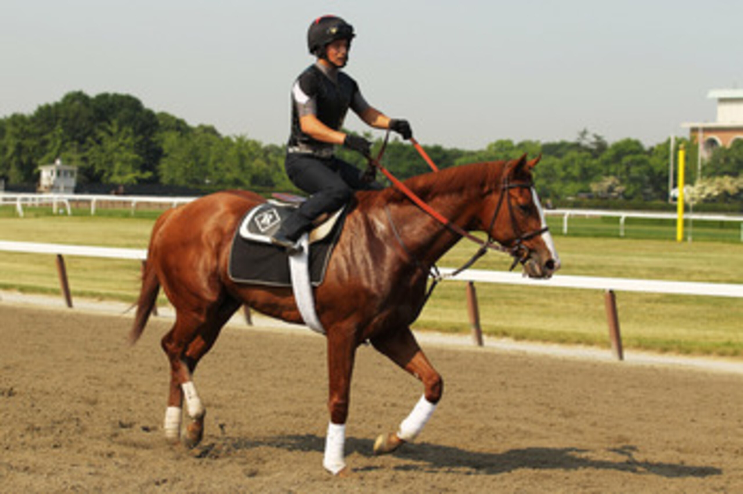 ELMONT, NY - JUNE 08: Exercise rider Fastino Aguilar rides Shackleford during a morning training session in preparation for The Belmont Stakes at Belmont Park on June 8, 2011 in Elmont, New York. (Photo by Al Bello/Getty Images) ELMONT, NY - JUNE 08: Exercise rider Fastino Aguilar rides Shackleford during a morning training session in preparation for The Belmont Stakes at Belmont Park on June 8, 2011 in Elmont, New York. (Photo by Al Bello/Getty Images)