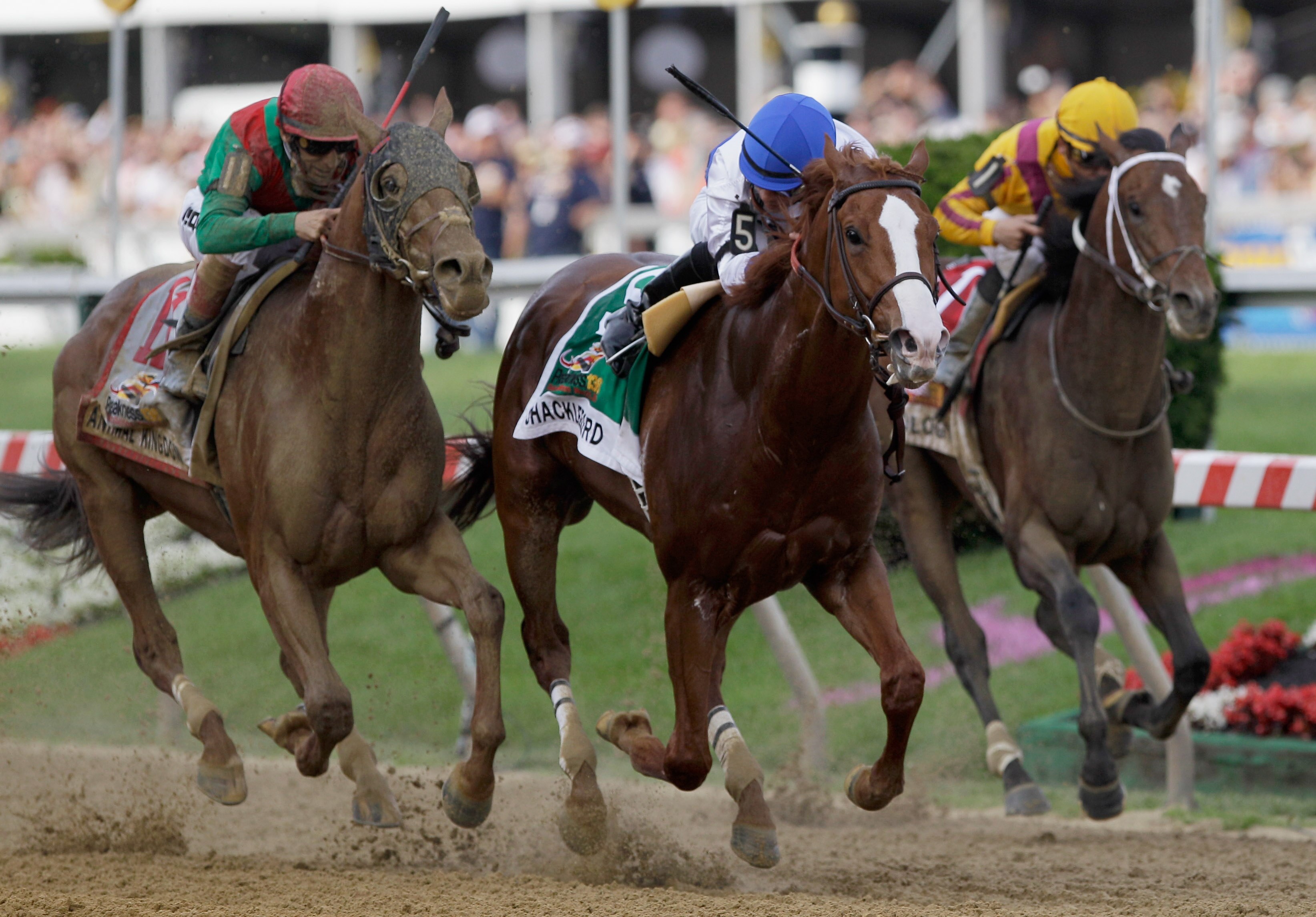 BALTIMORE, MD - MAY 21:  Jockey Jesus Castanon guides Shackleford #5 to victory over Animal Kingdom and jocky John Velazquez #11 (L) and Astrology with jockey Mike Smith #1 (R) to win the 136th running of the Preakness Stakes at Pimlico Race Course on May