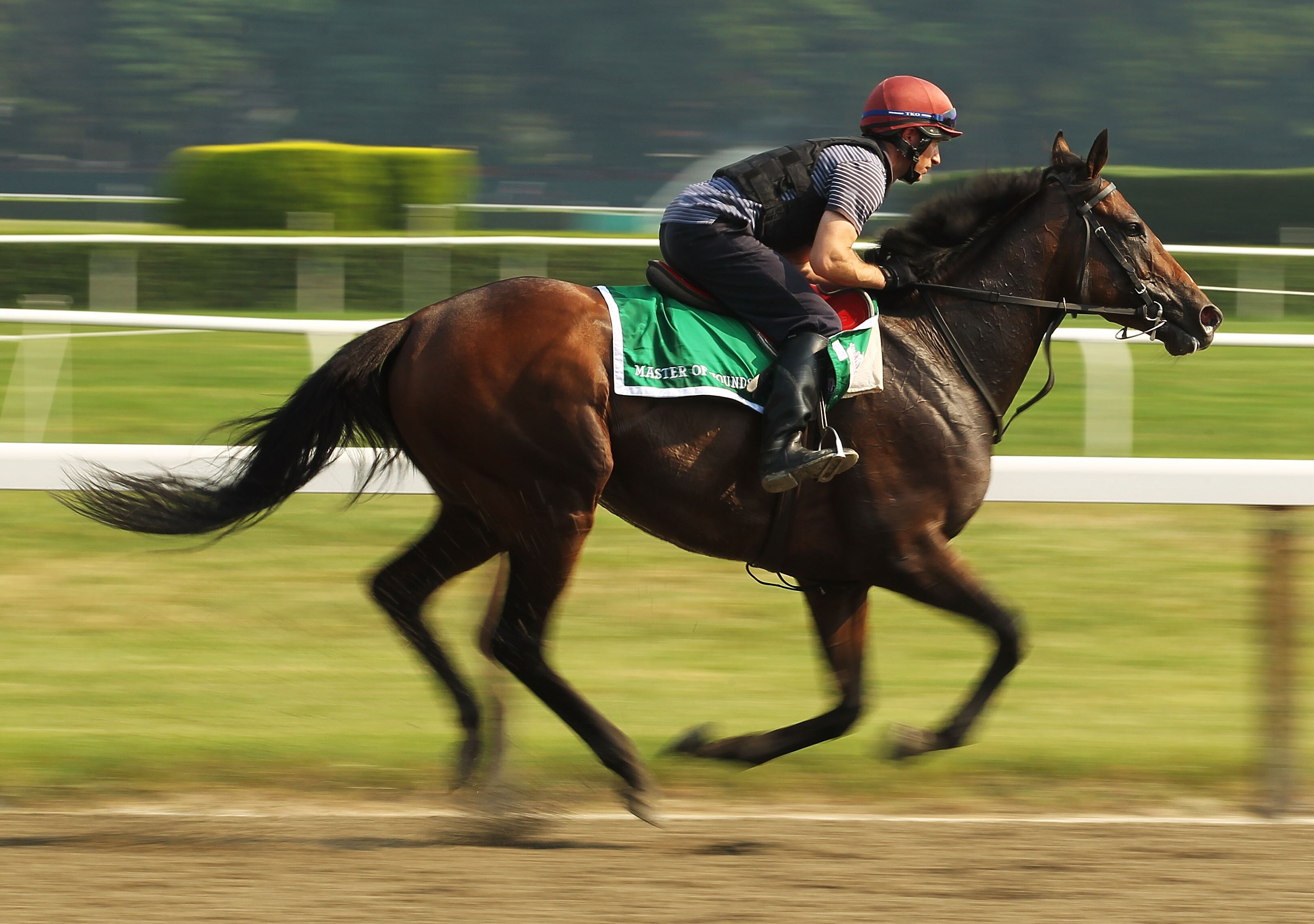 ELMONT, NY - JUNE 09:  Master of Hounds, with exercise rider Pat Lillis up, gallops on the track during a morning training session in preparation for The Belmont Stakes at Belmont Park on June 9, 2011 in Elmont, New York.  (Photo by Al Bello/Getty Images)